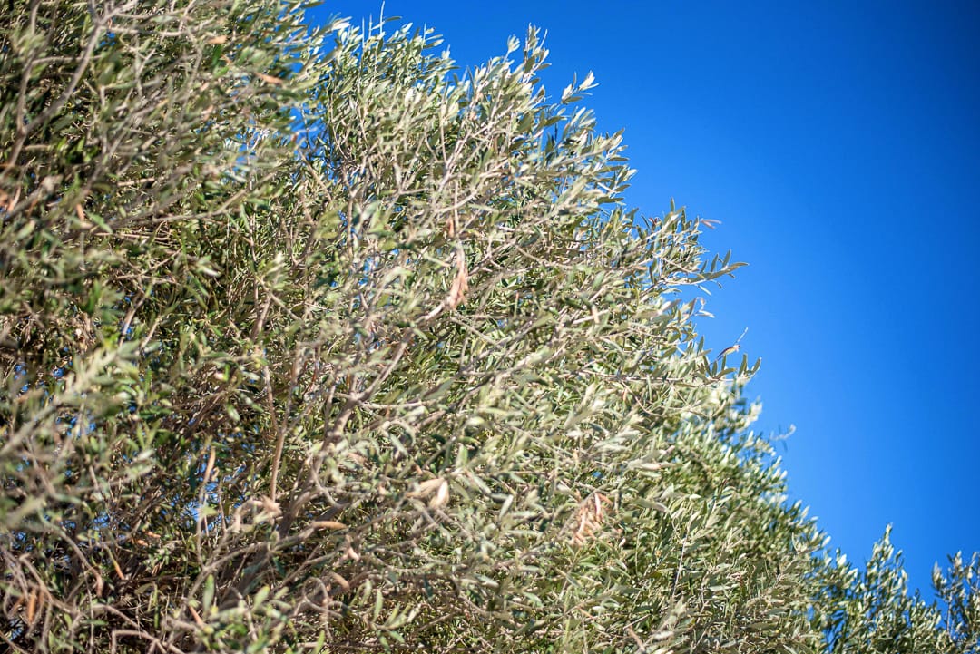 a close up of a tree