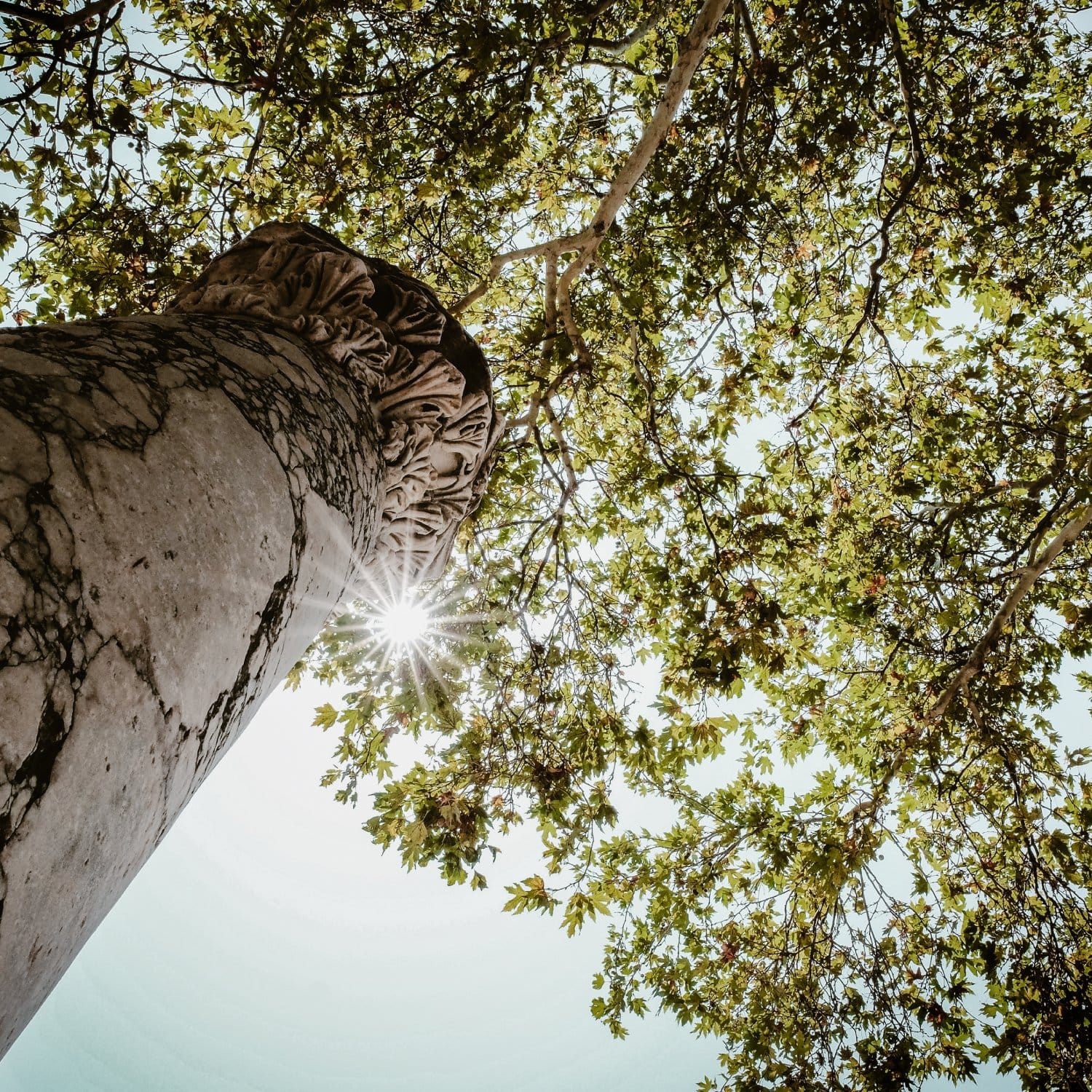 a tree with a rock and a rock with a tree in the background