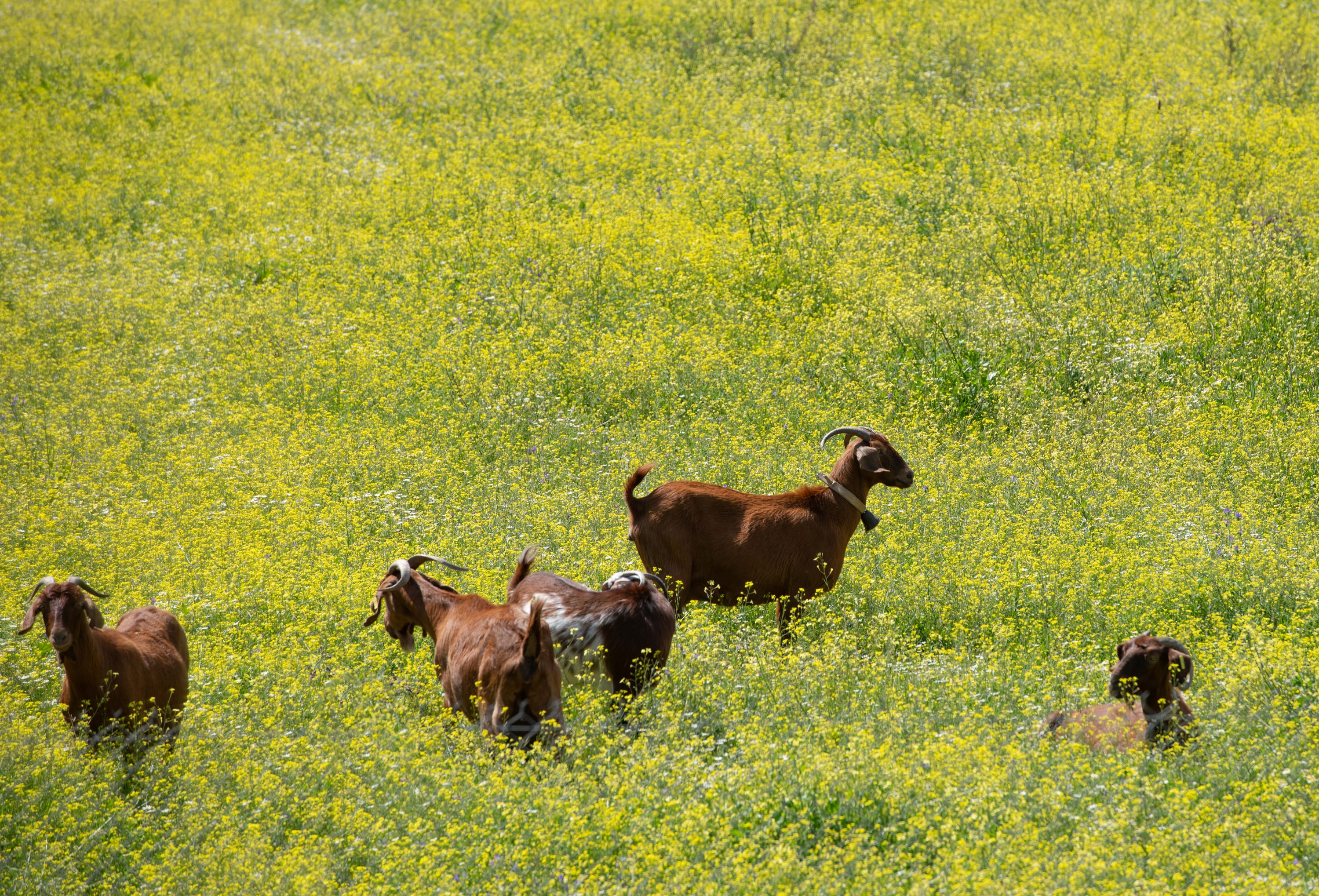 a group of animals in a grassy field