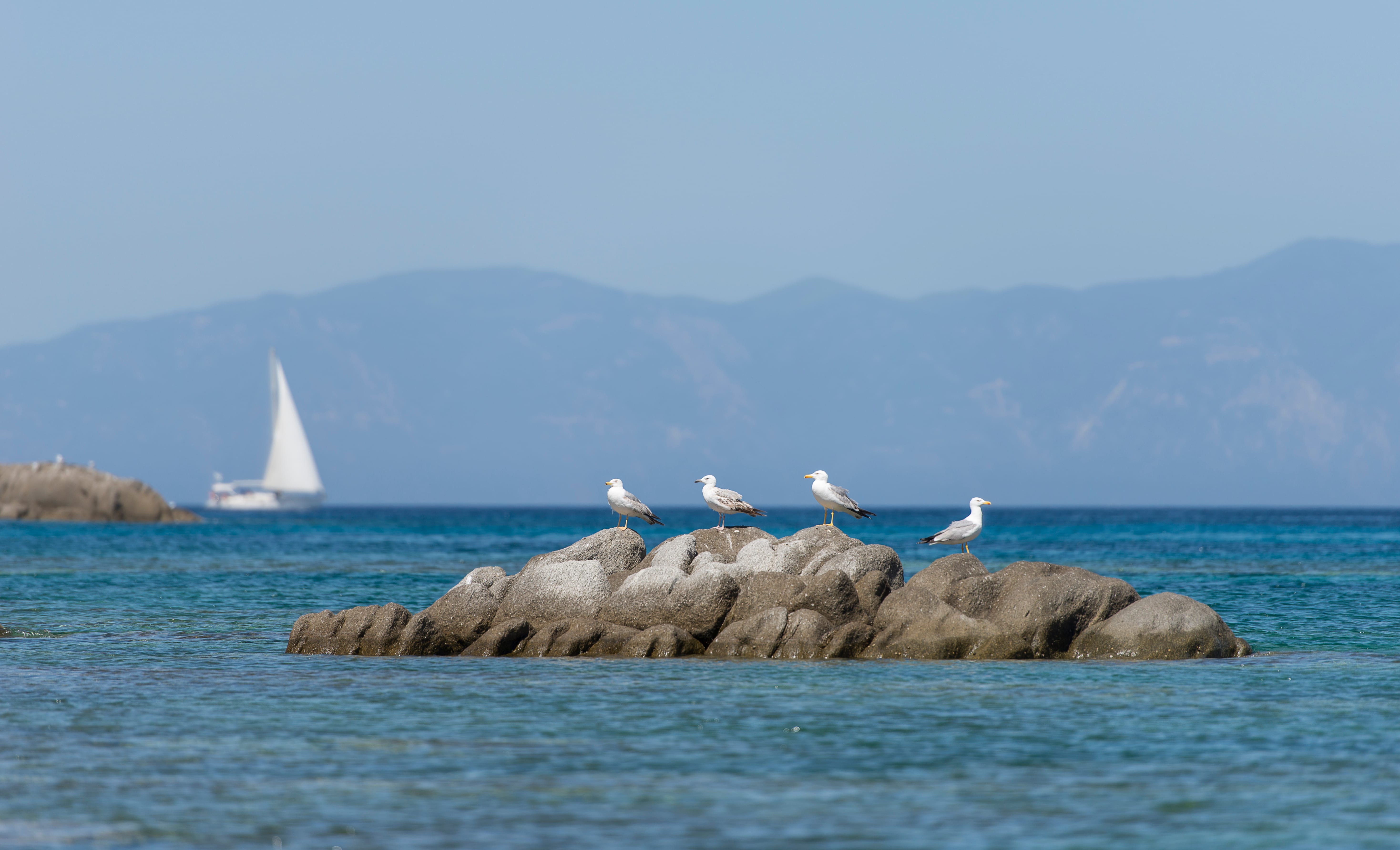 a group of seagulls on a rock in the water