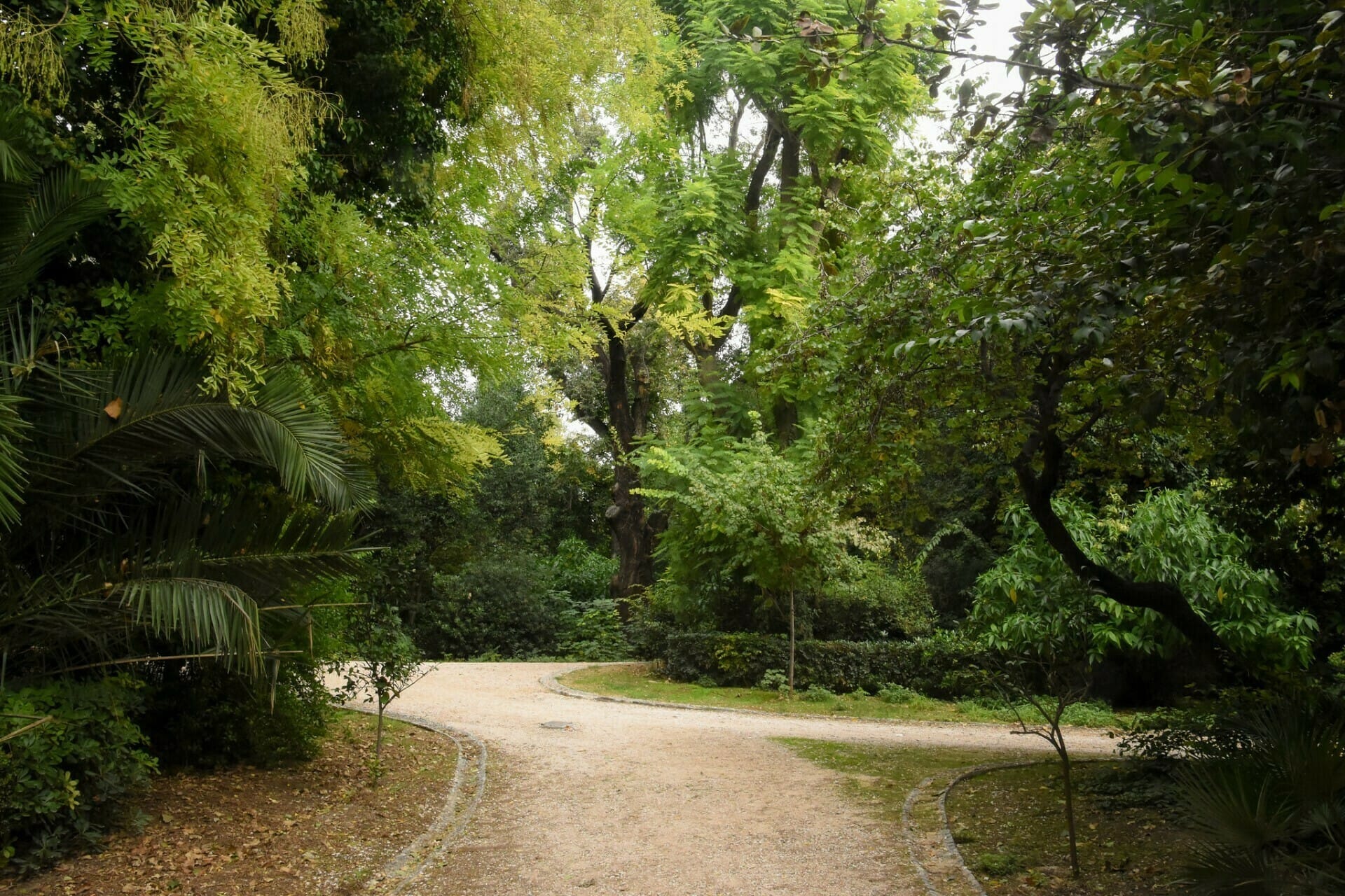 a dirt road surrounded by trees