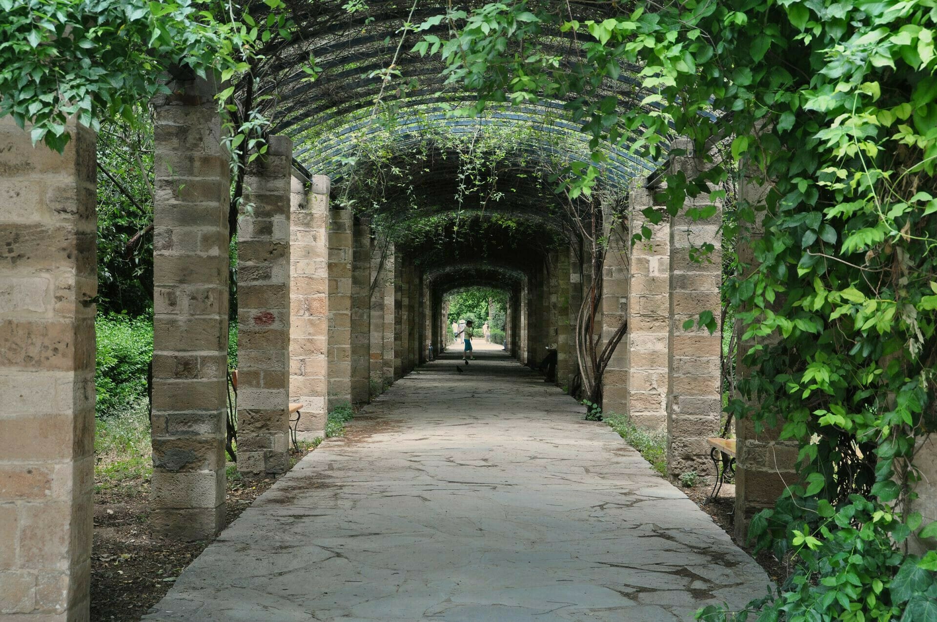 a walkway with plants on the sides