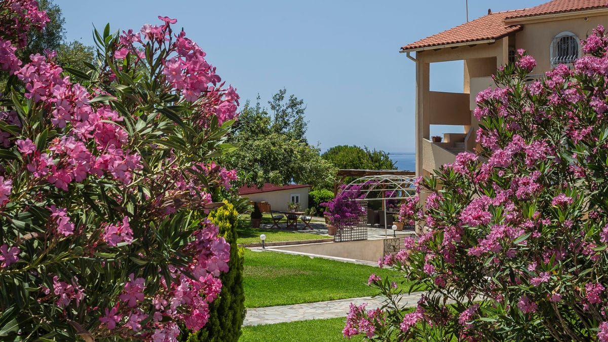 a garden with pink flowers