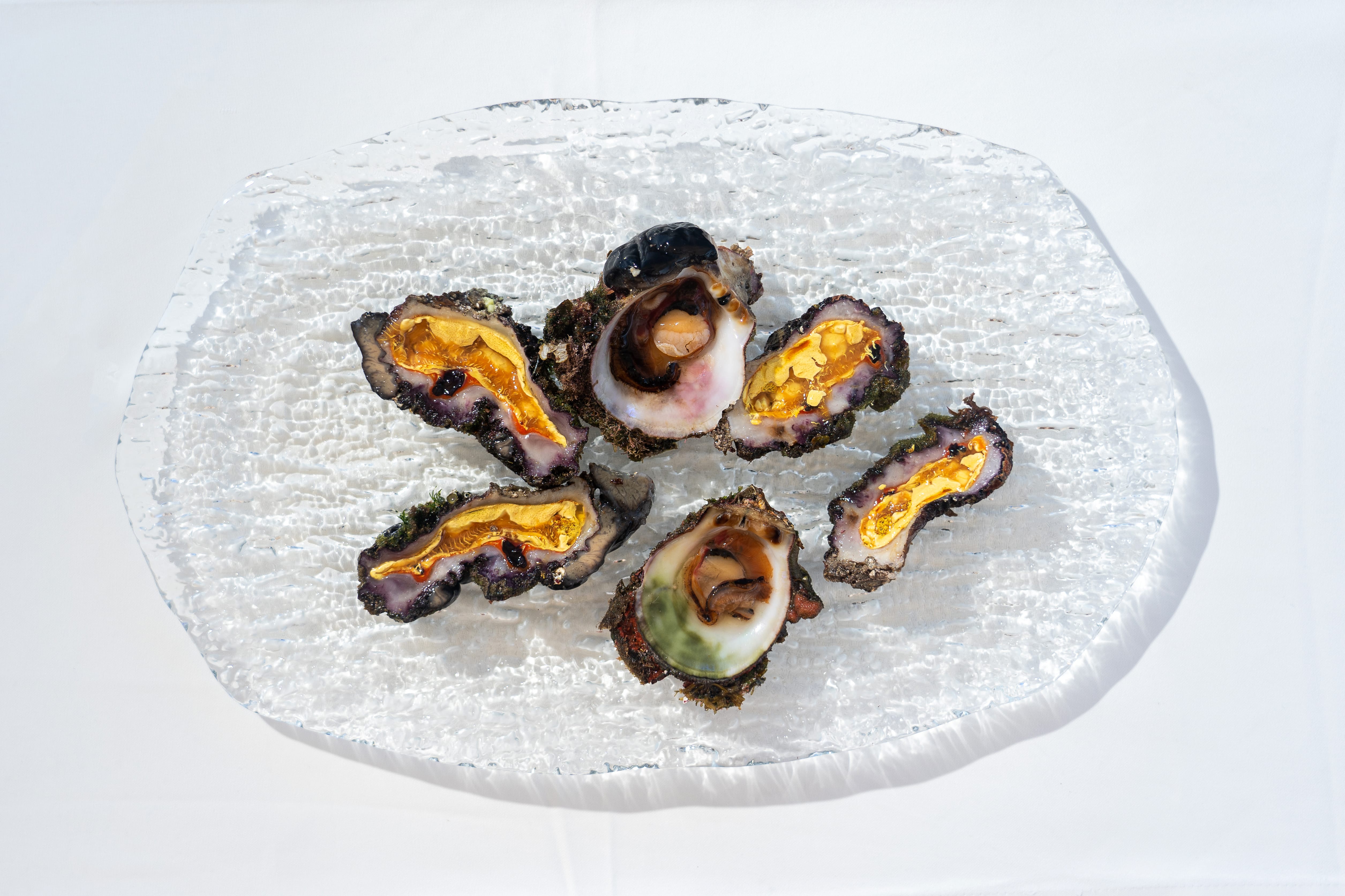 a plate of oysters