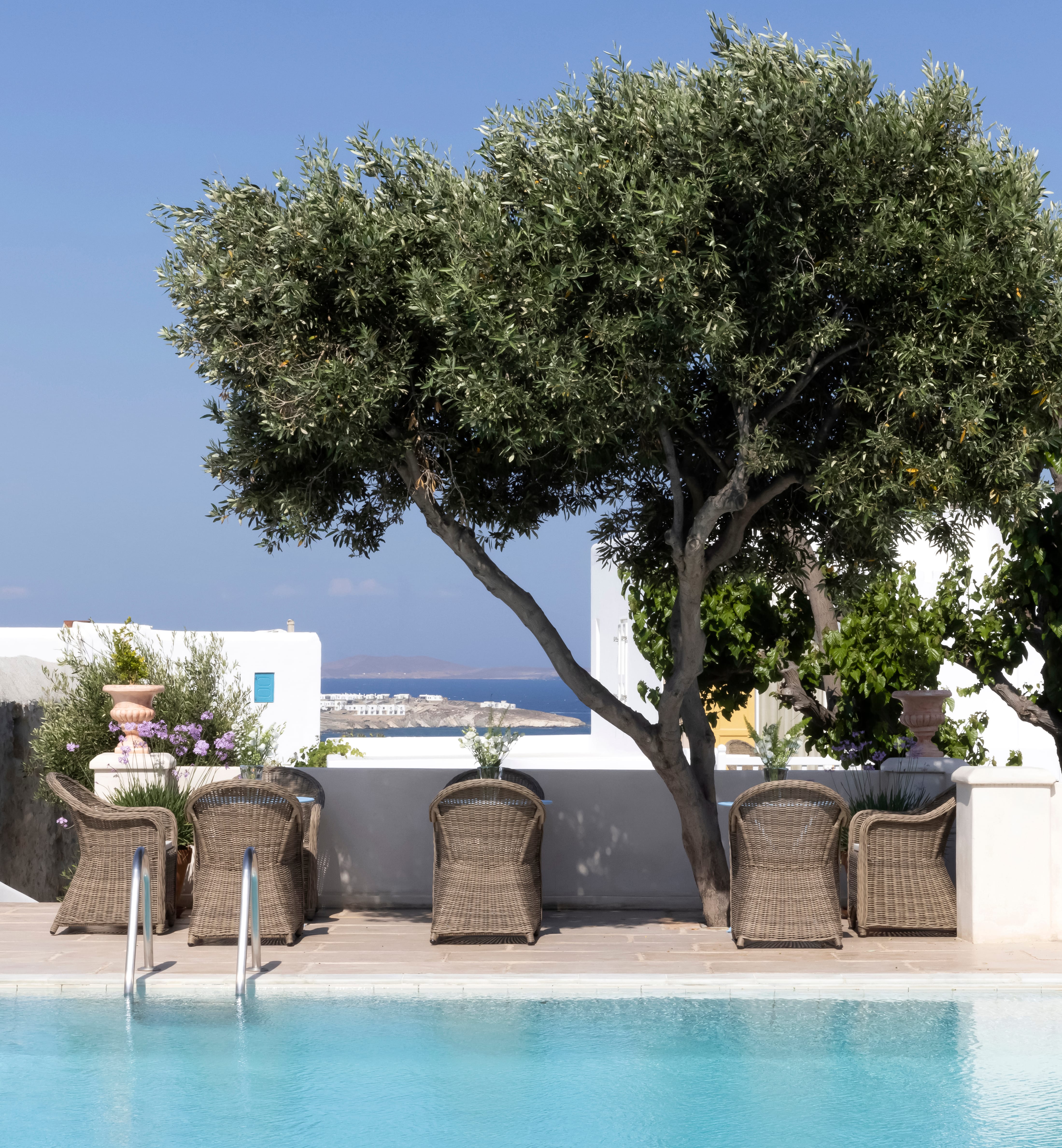 a tree next to a pool