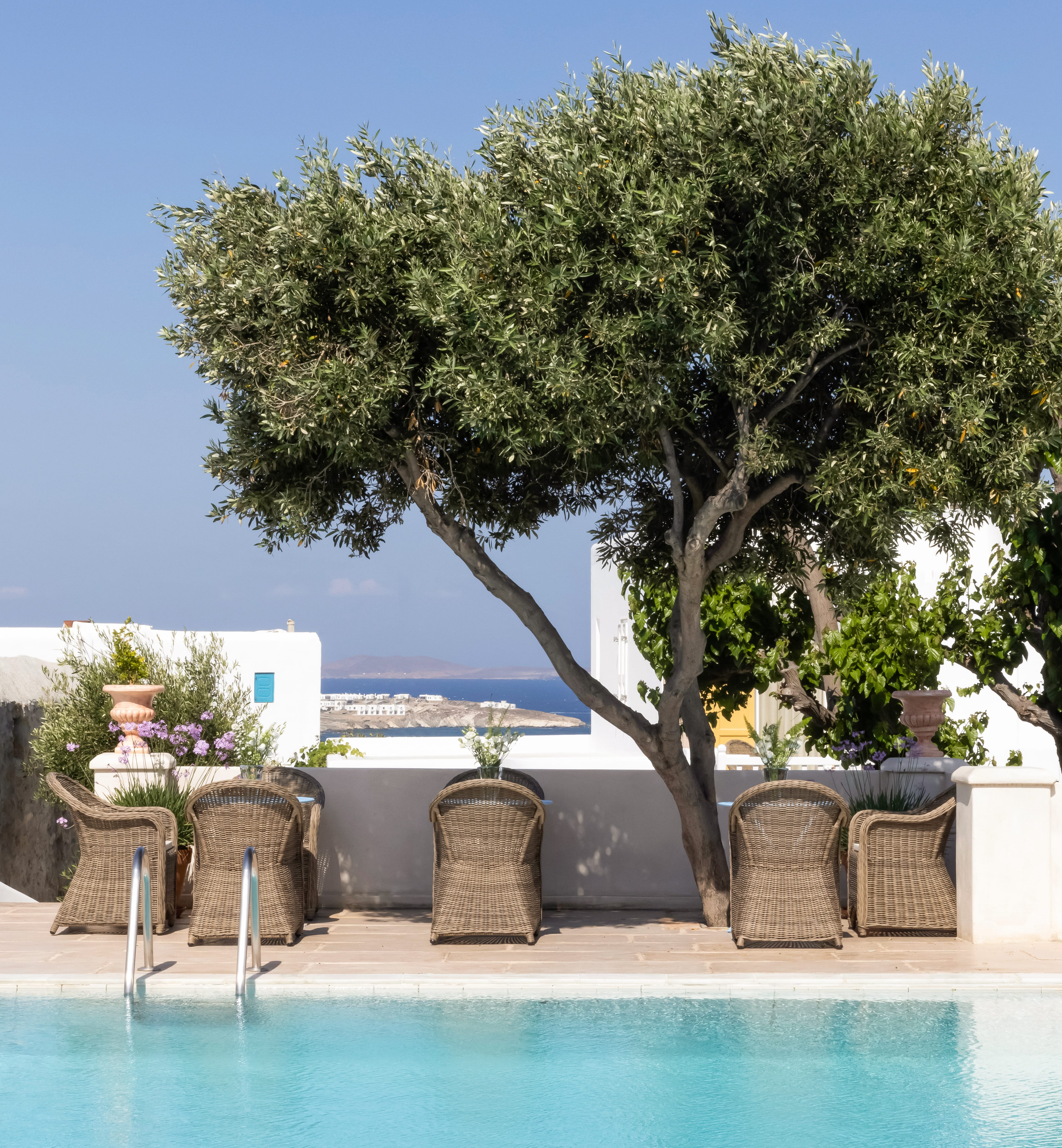 a tree next to a pool