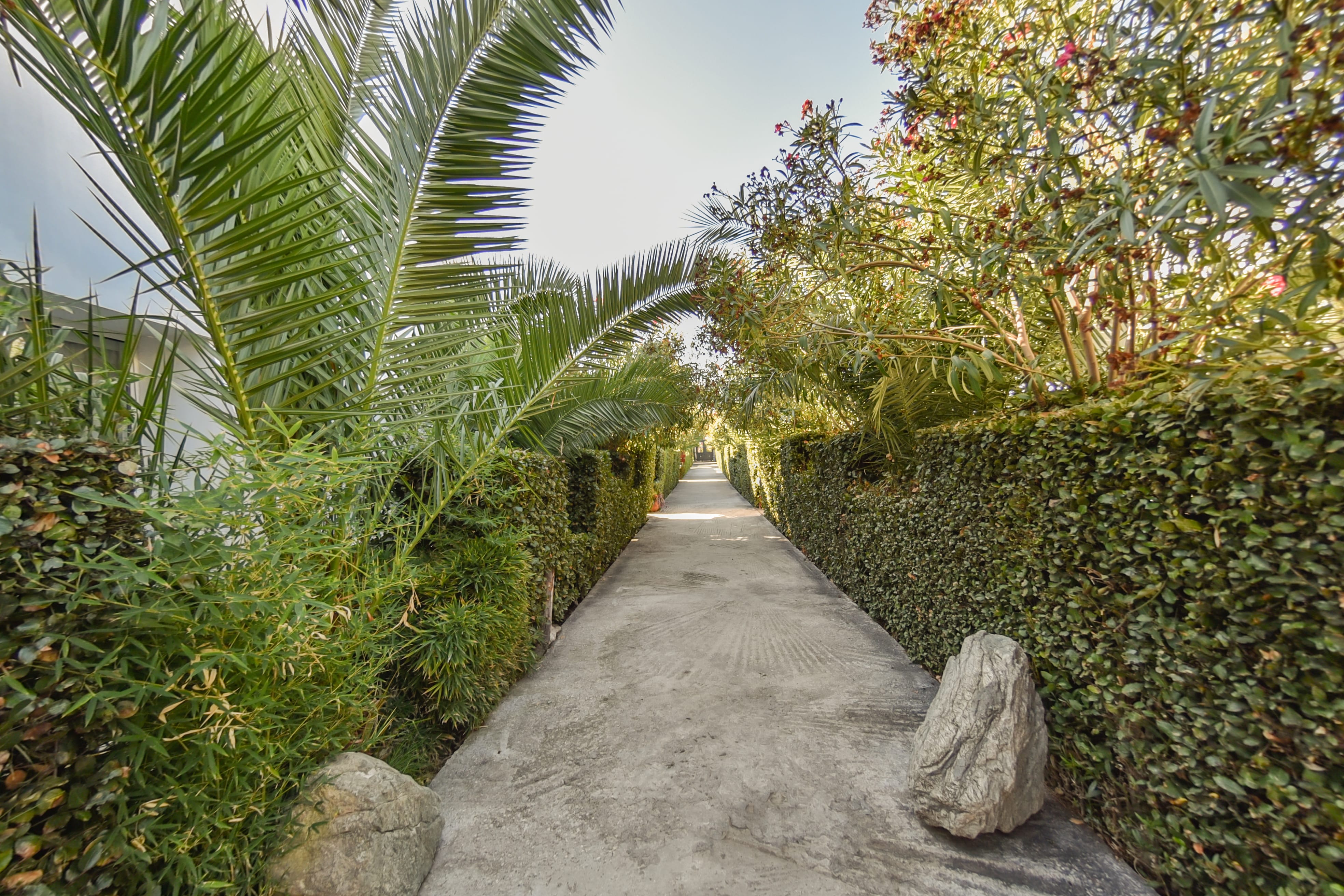 a path with plants and trees on either side of it