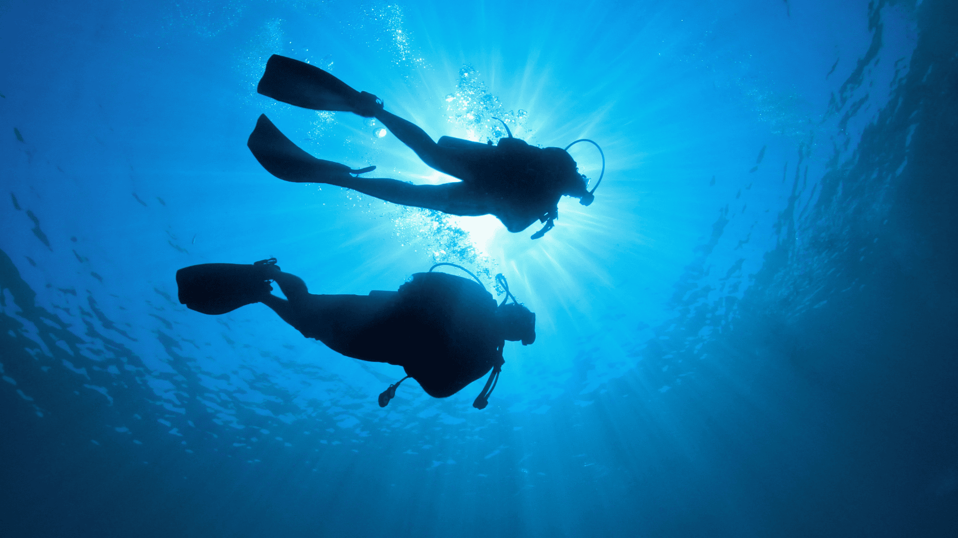a group of scuba divers swimming