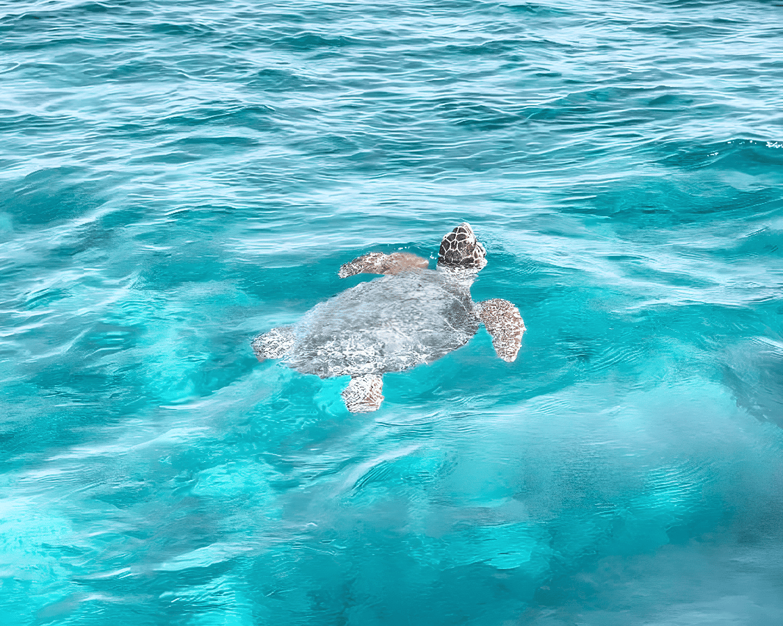 a turtle swimming in the water