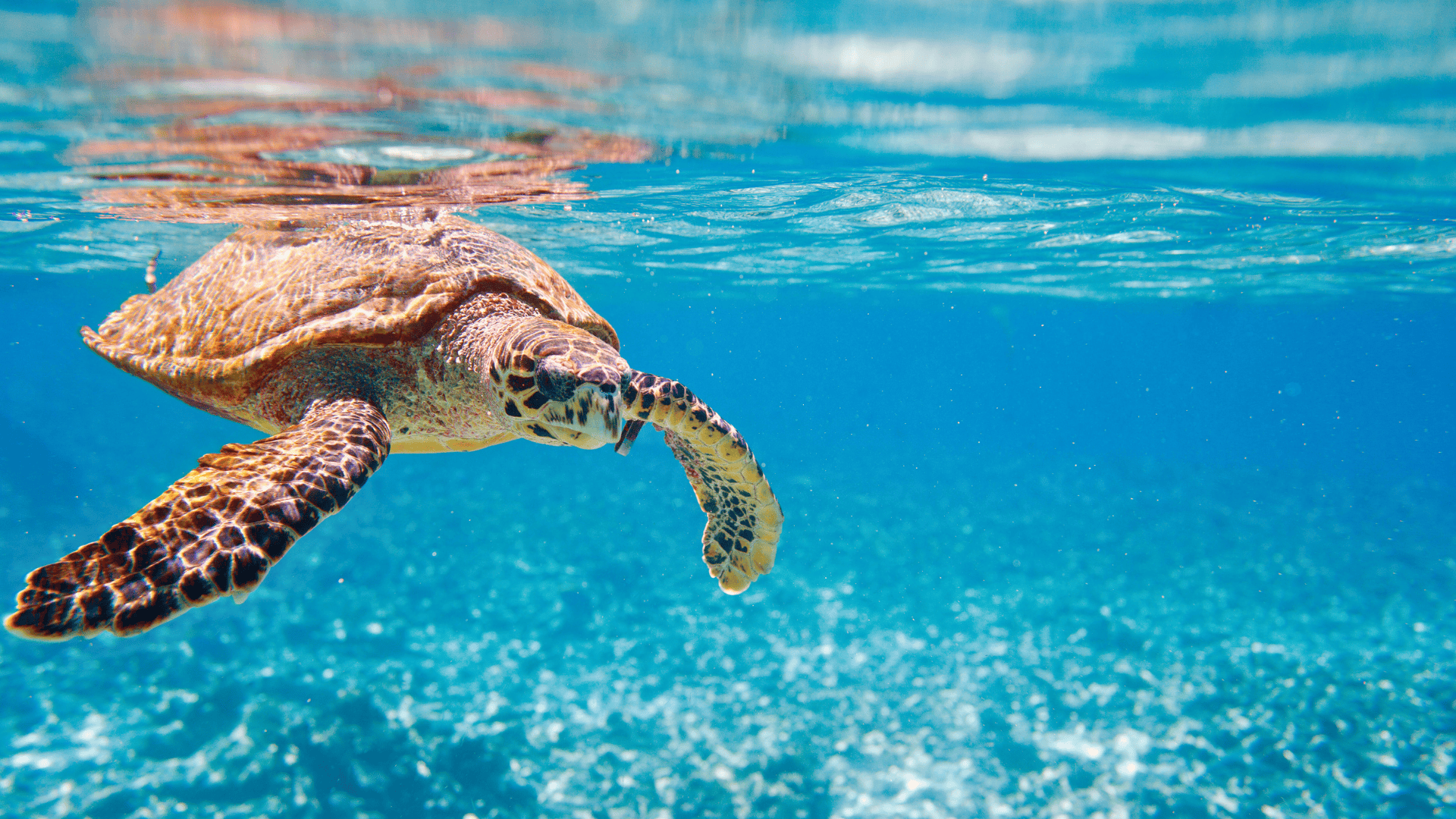 a turtle swimming in the water