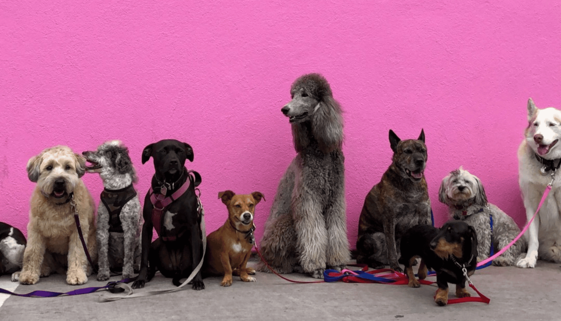a group of dogs sitting together