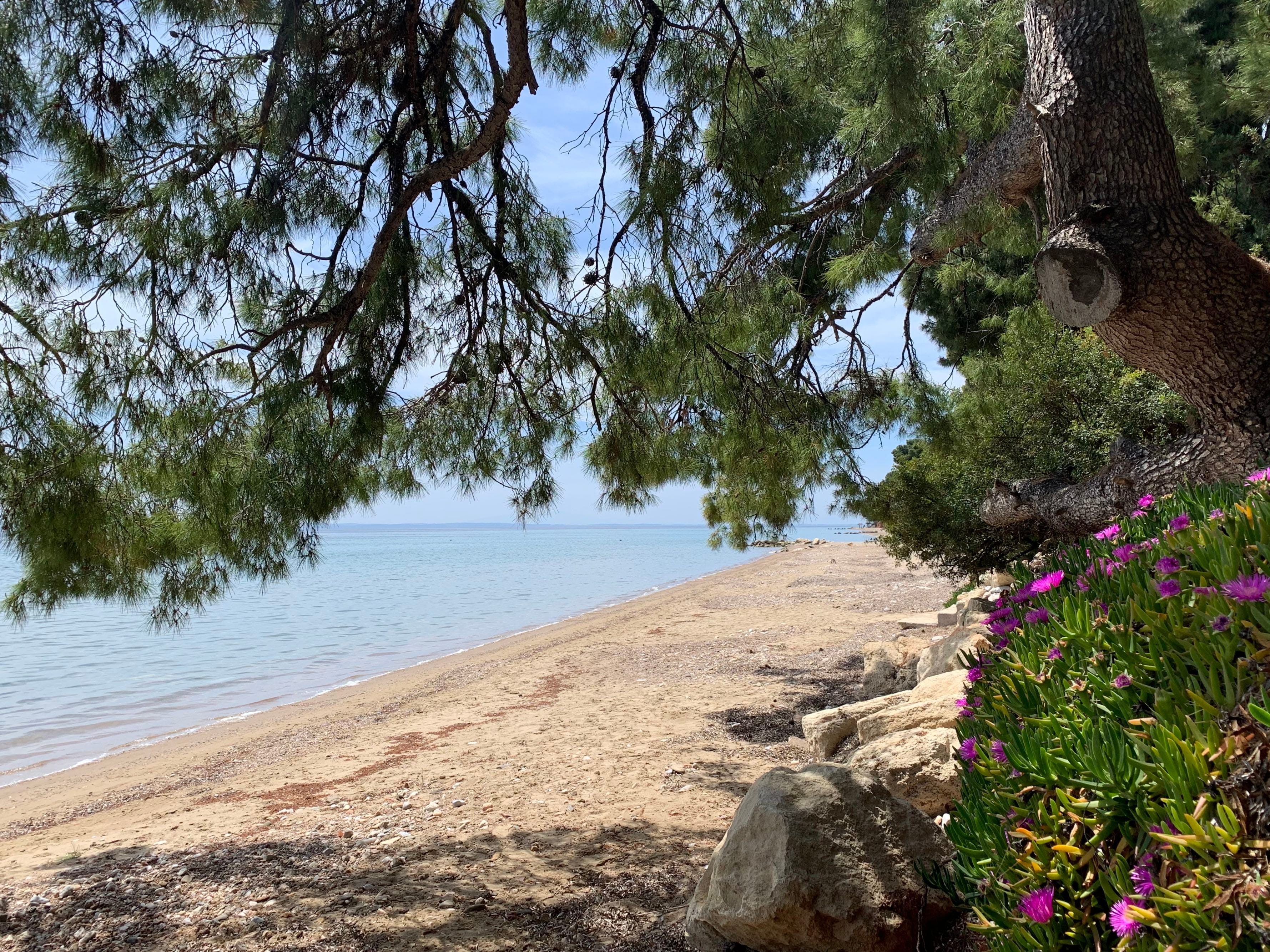 a beach with trees and flowers