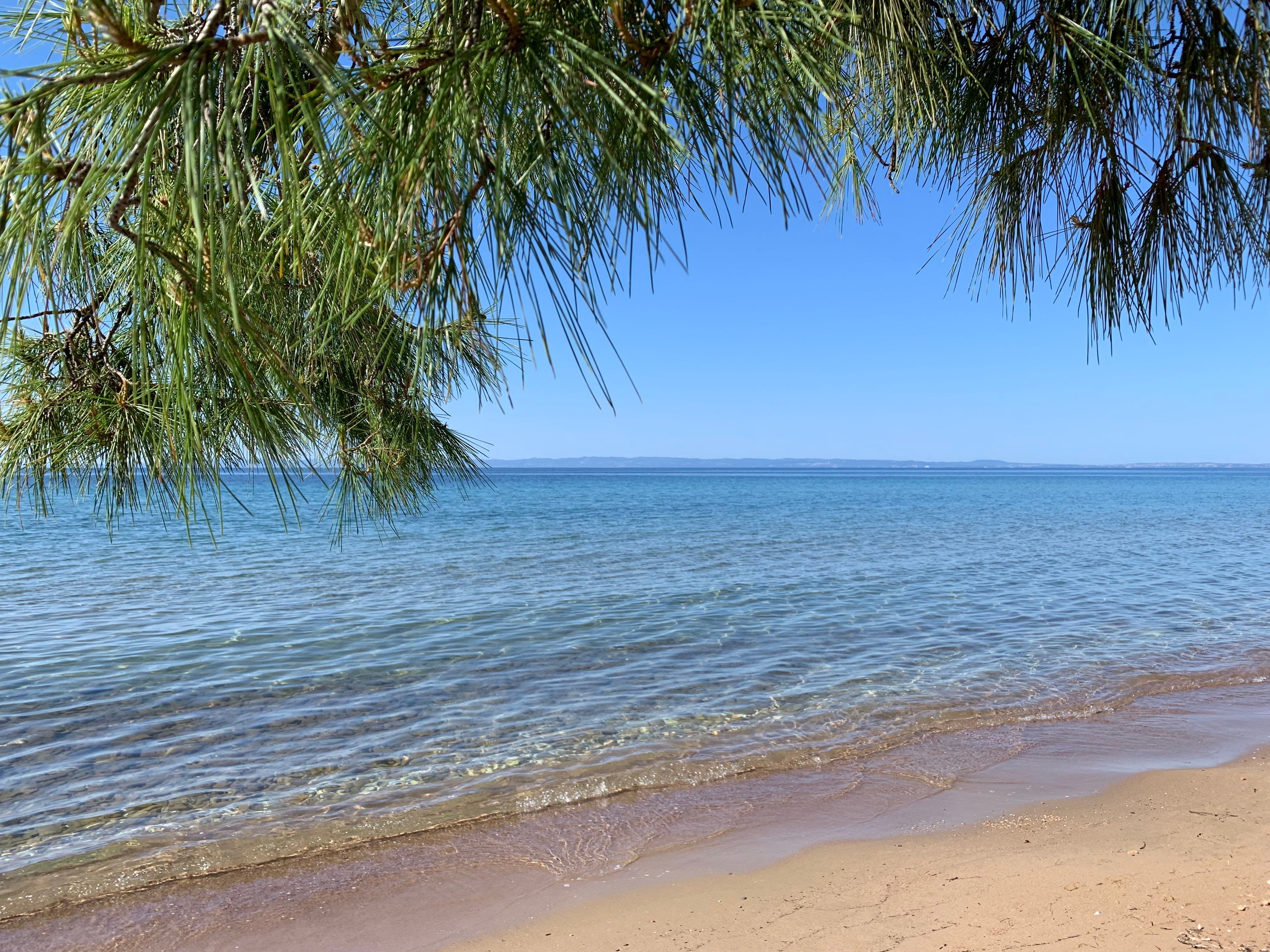 a beach with a palm tree