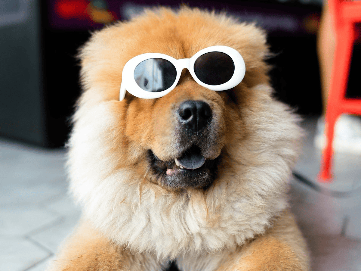 a dog wearing sunglasses