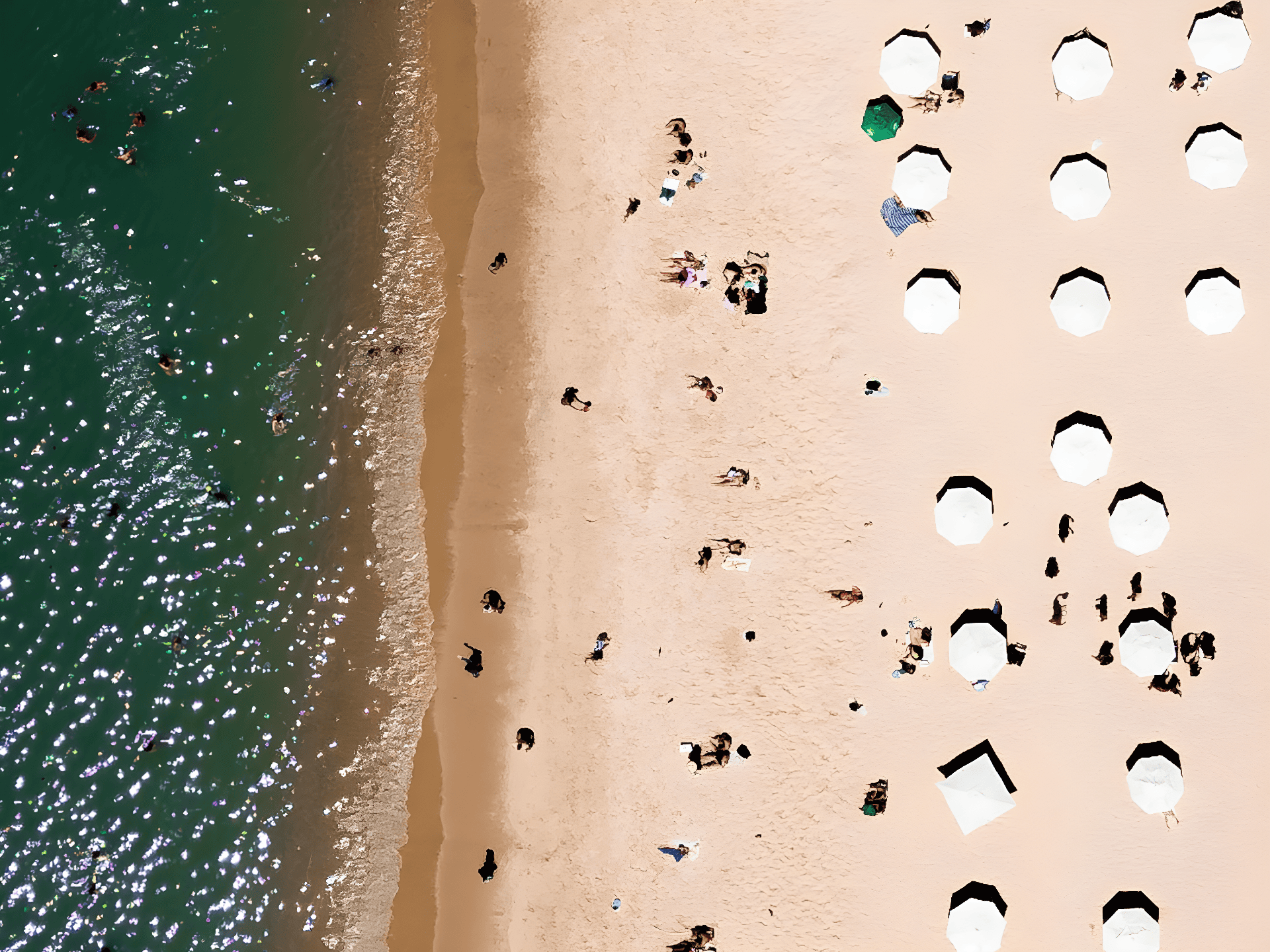 a beach with many small black dots