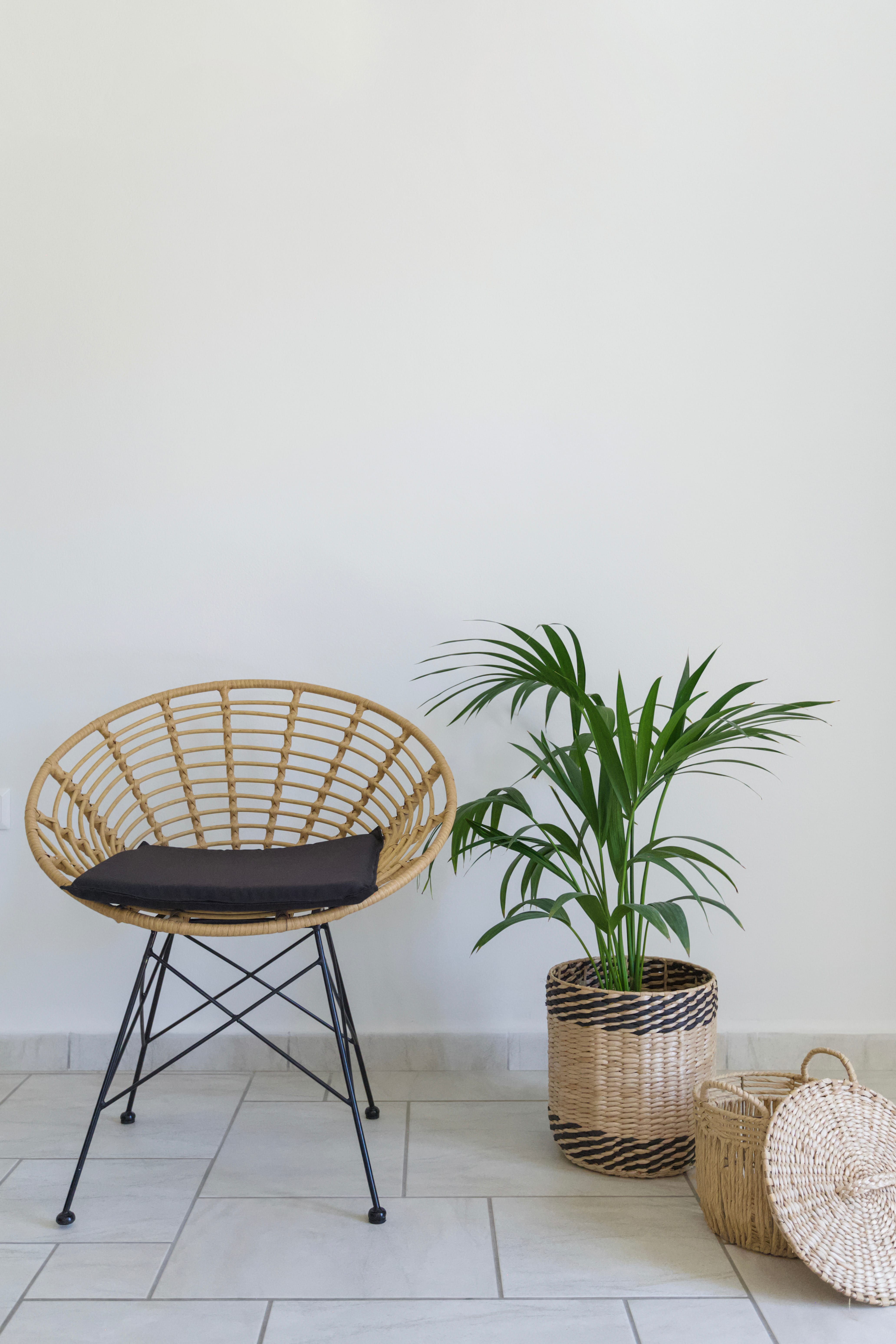 a chair and a plant