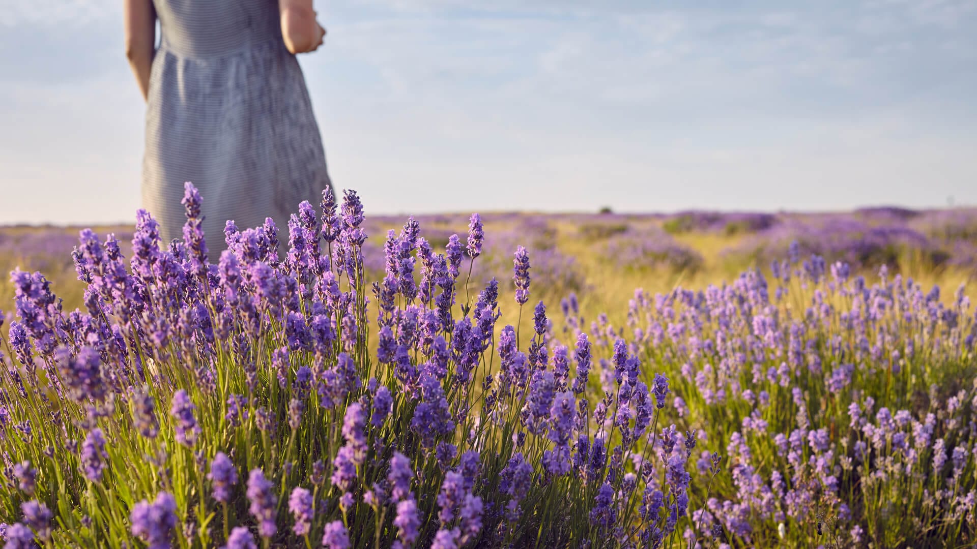 bio-levandula-chodounska