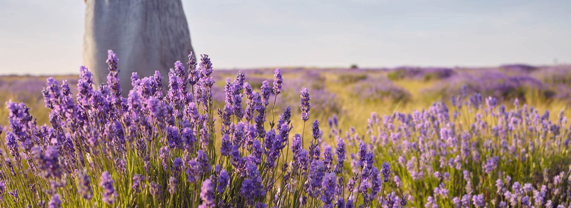 Levanduľová očista tela a mysle
