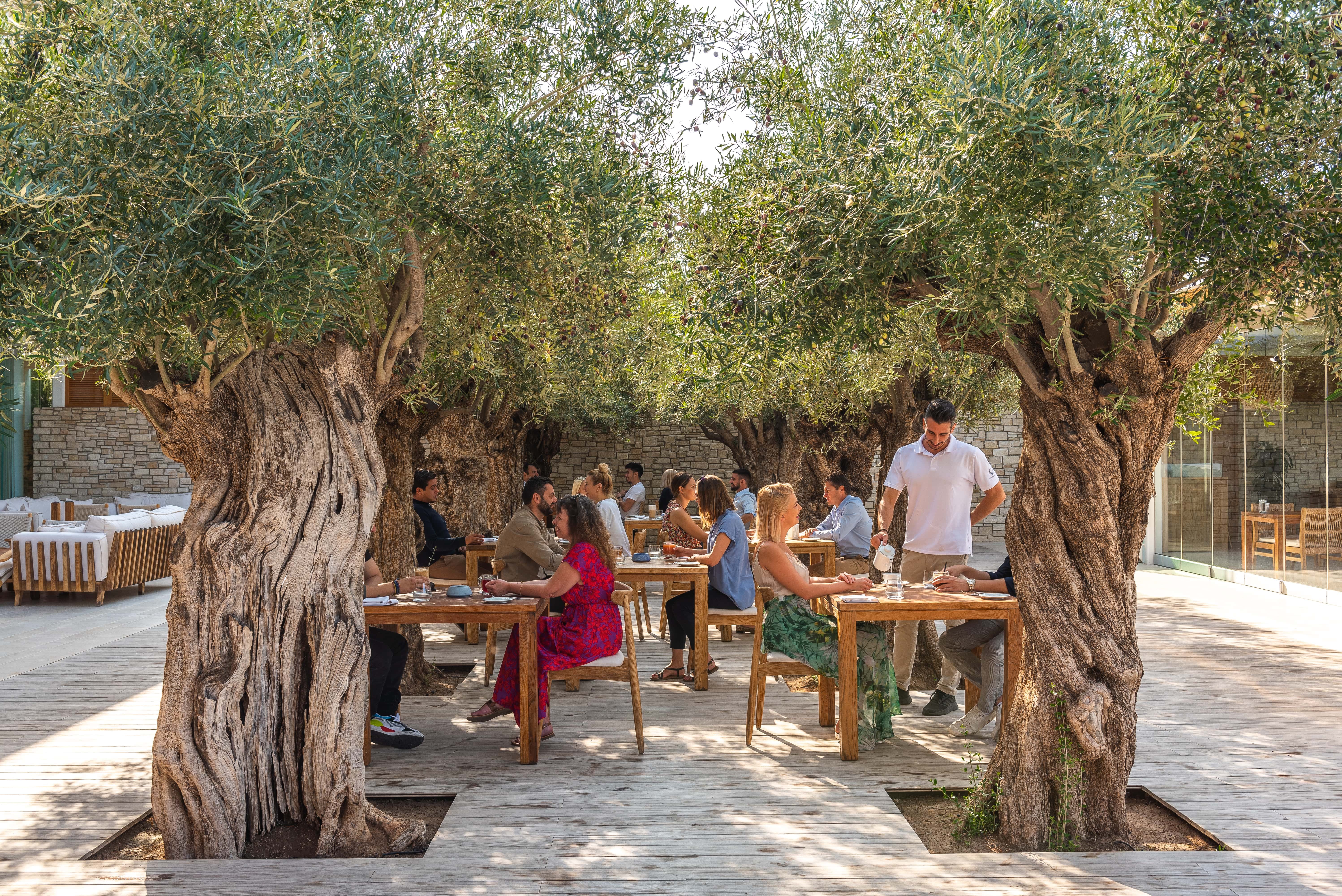 mesogios-olive-trees-min