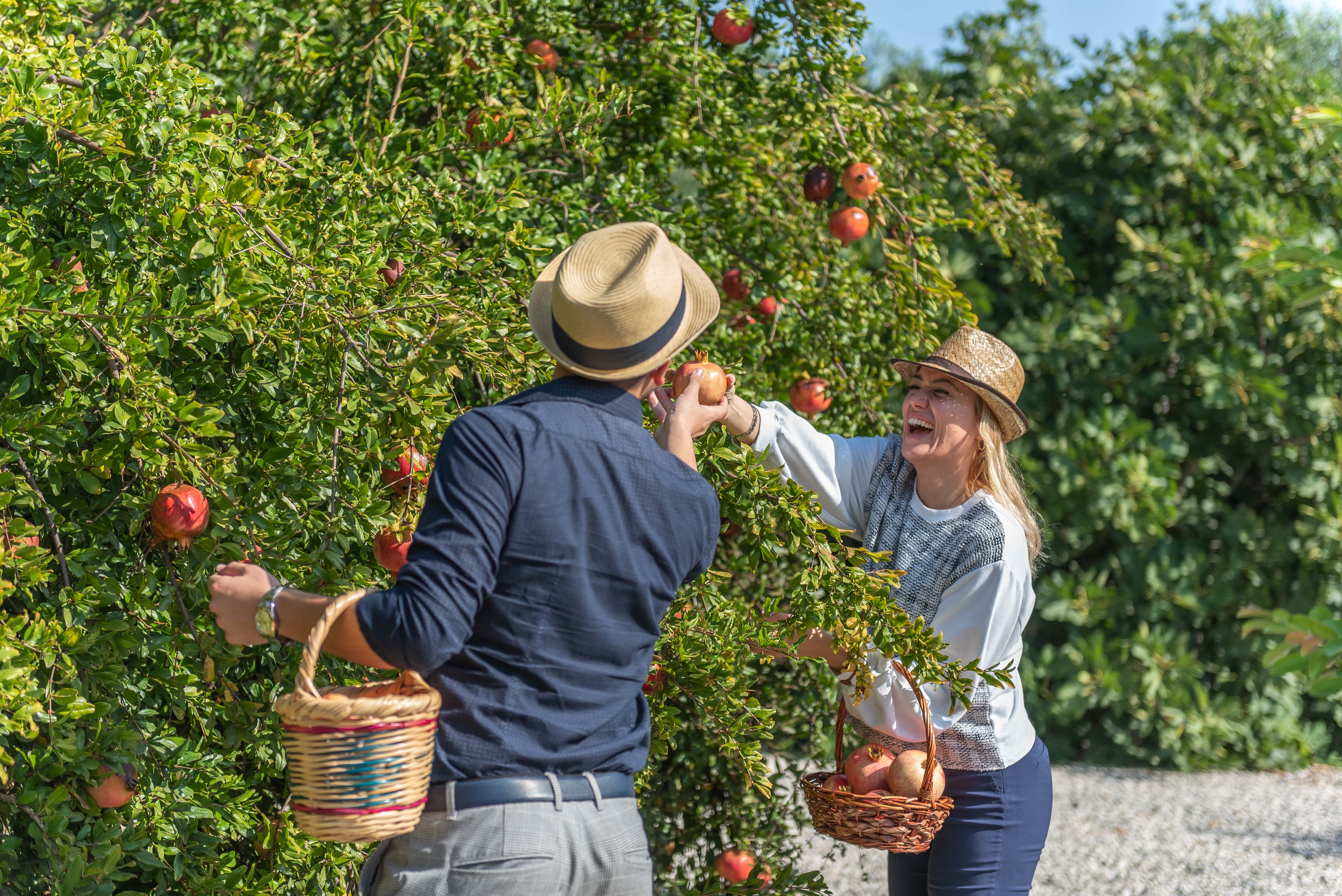 pomegranate-picking-3-min