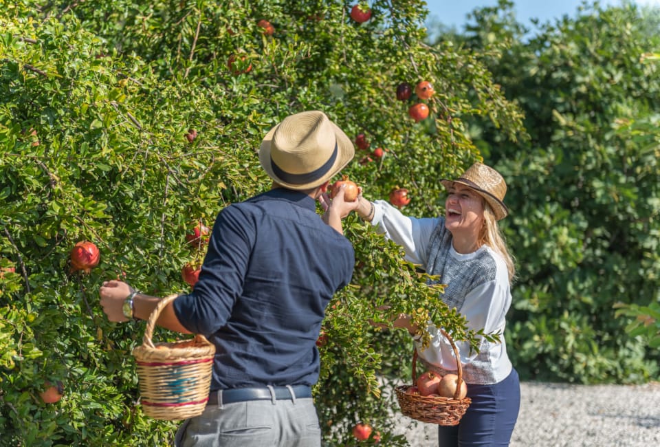 pomegranate-picking-3-min