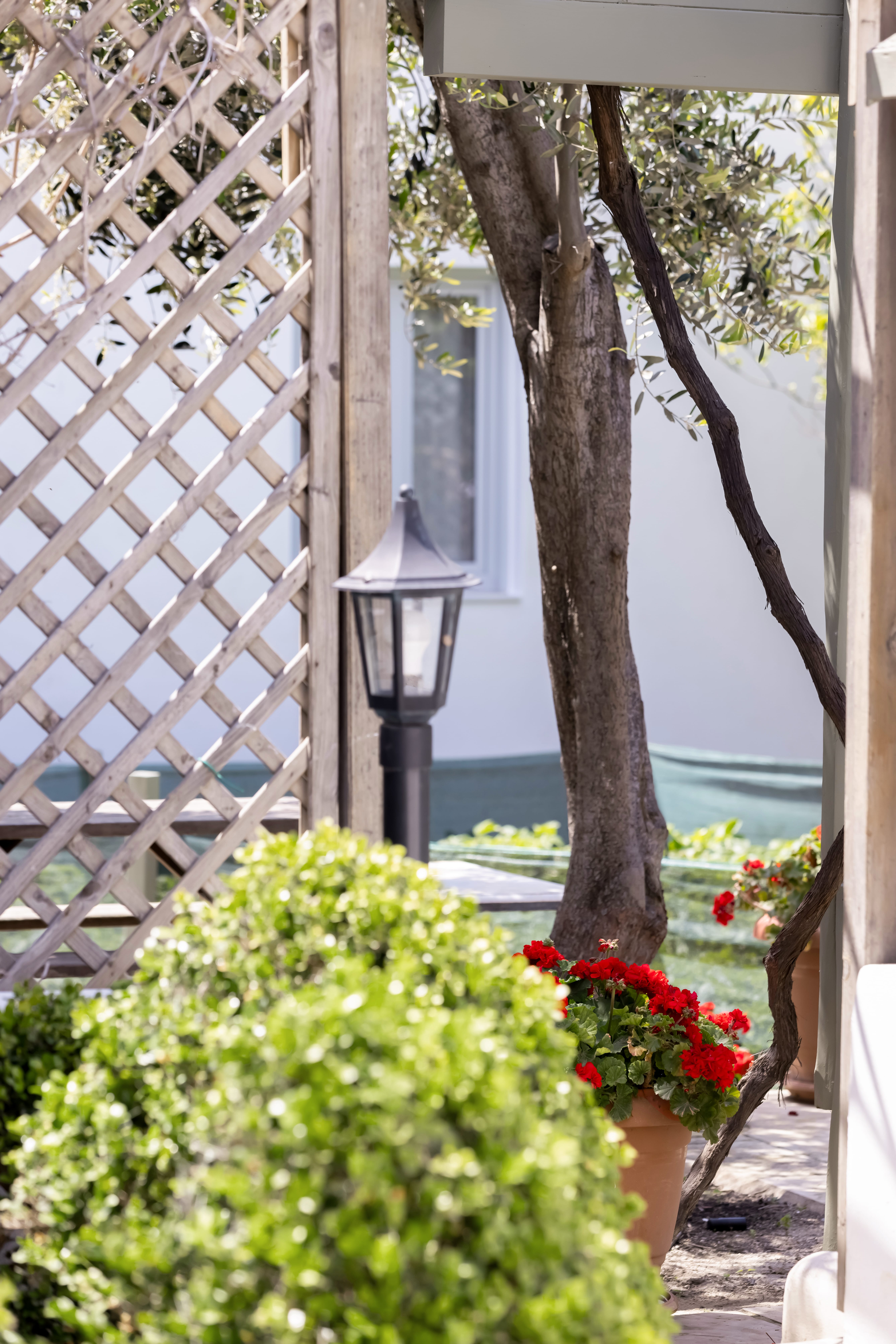 a tree and a lamp