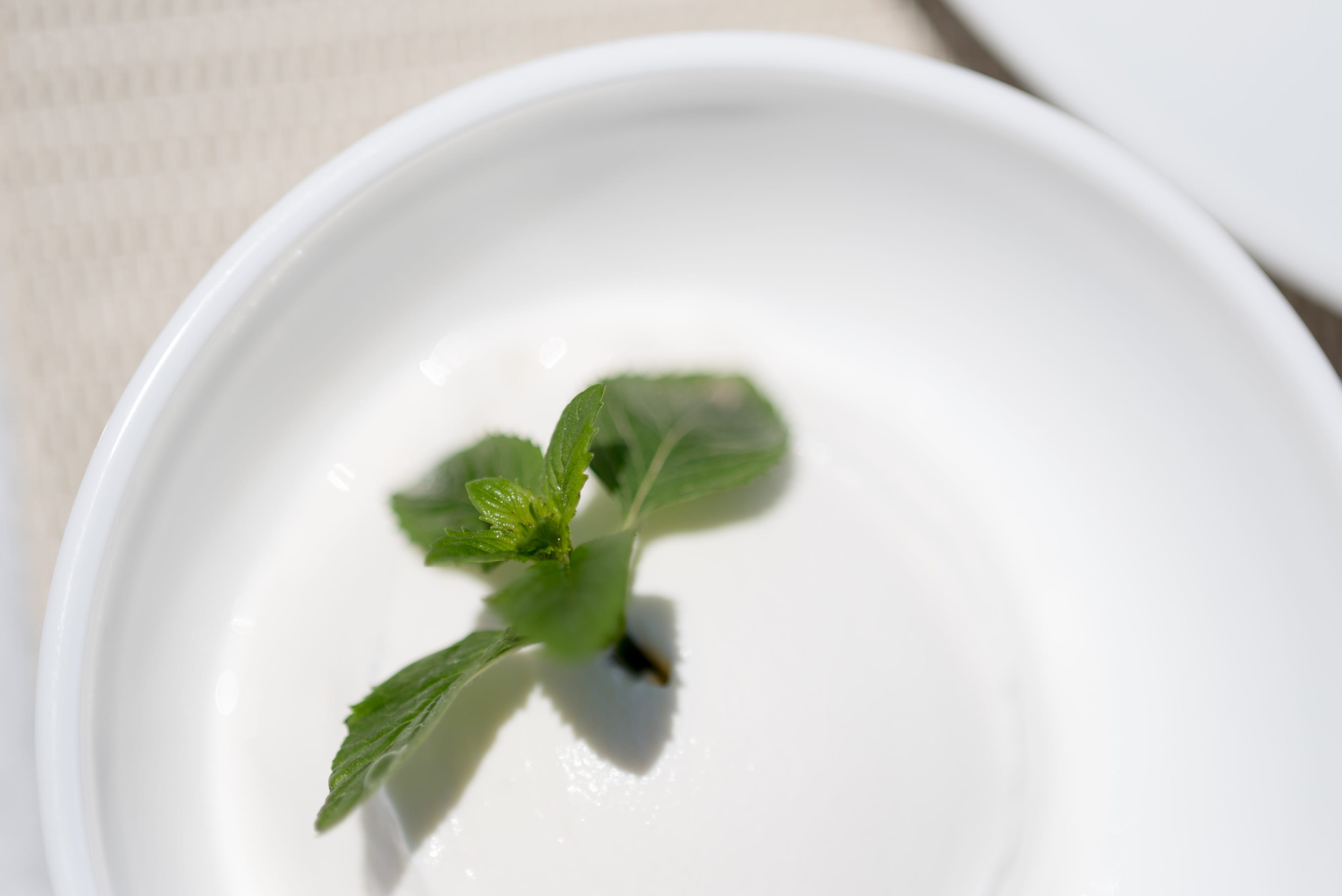 a green plant growing in a white bowl