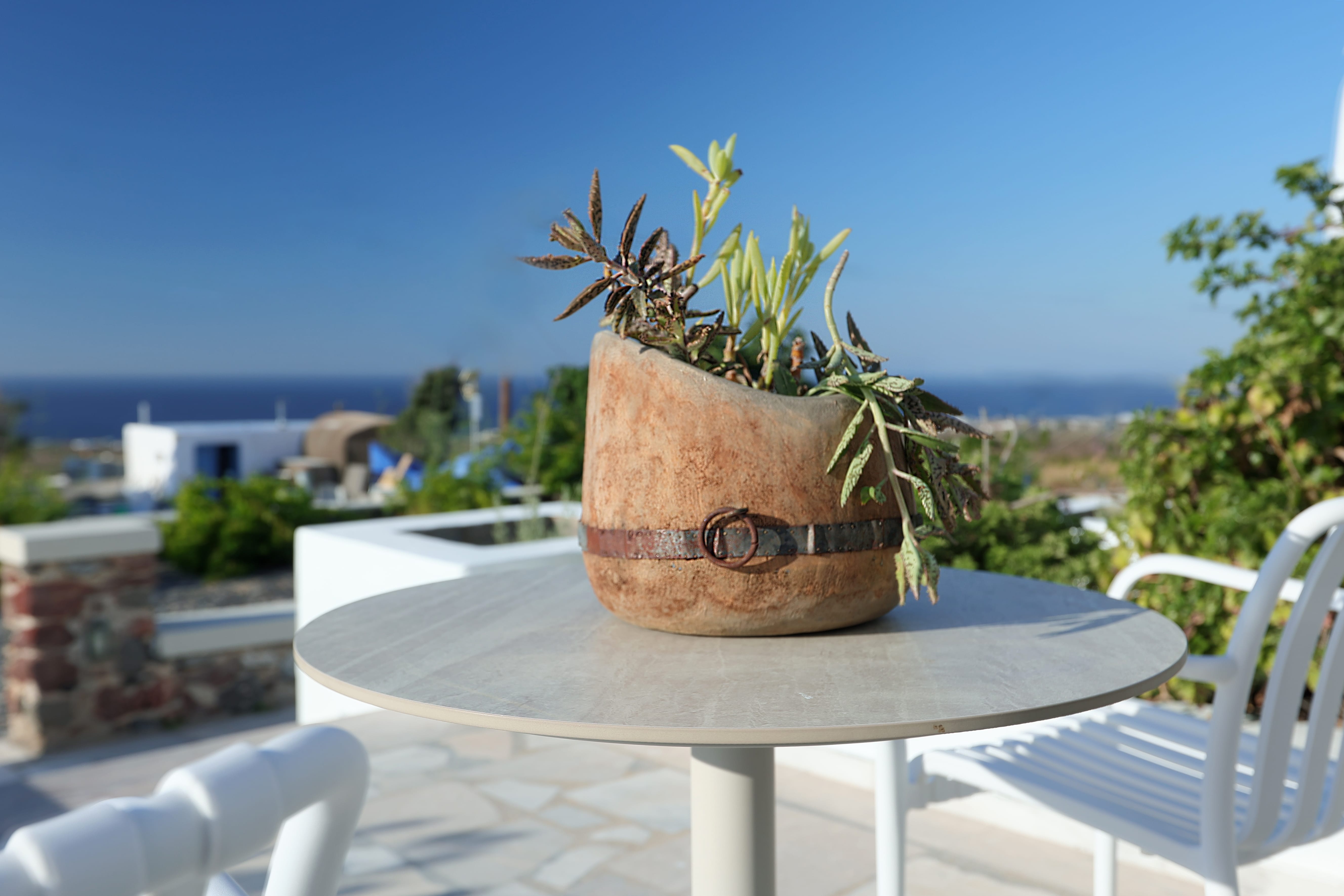 a potted plant on a table