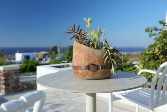 a potted plant on a table