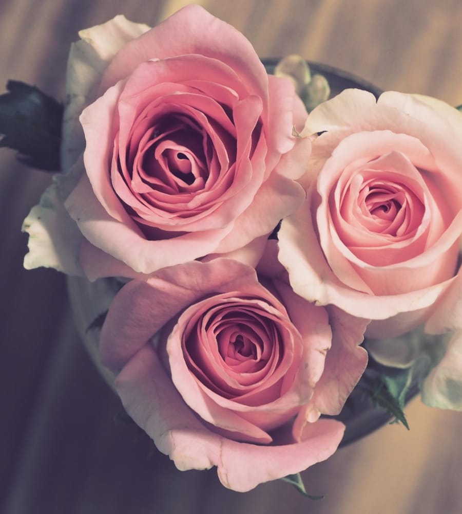 roses-g11a6533bc_1920