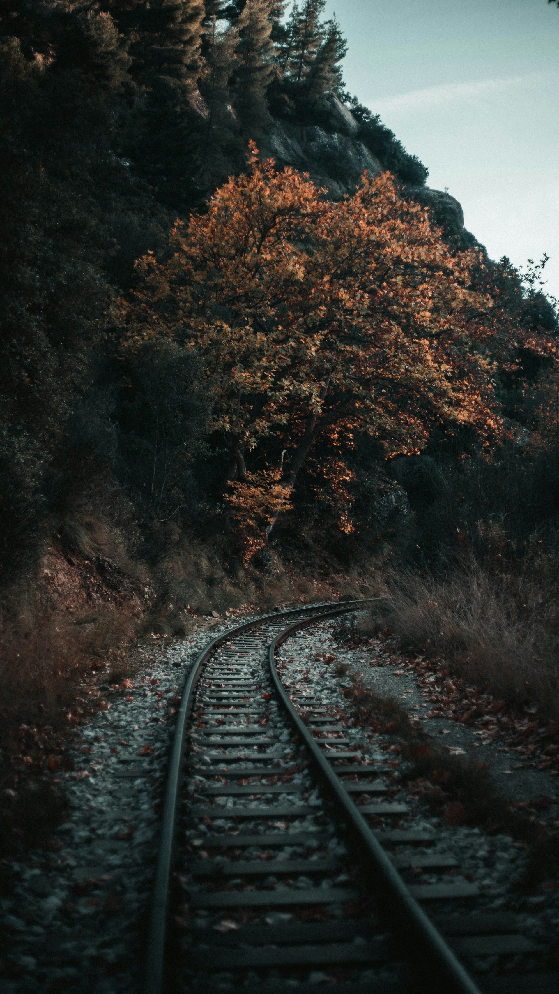 a train tracks in a forest