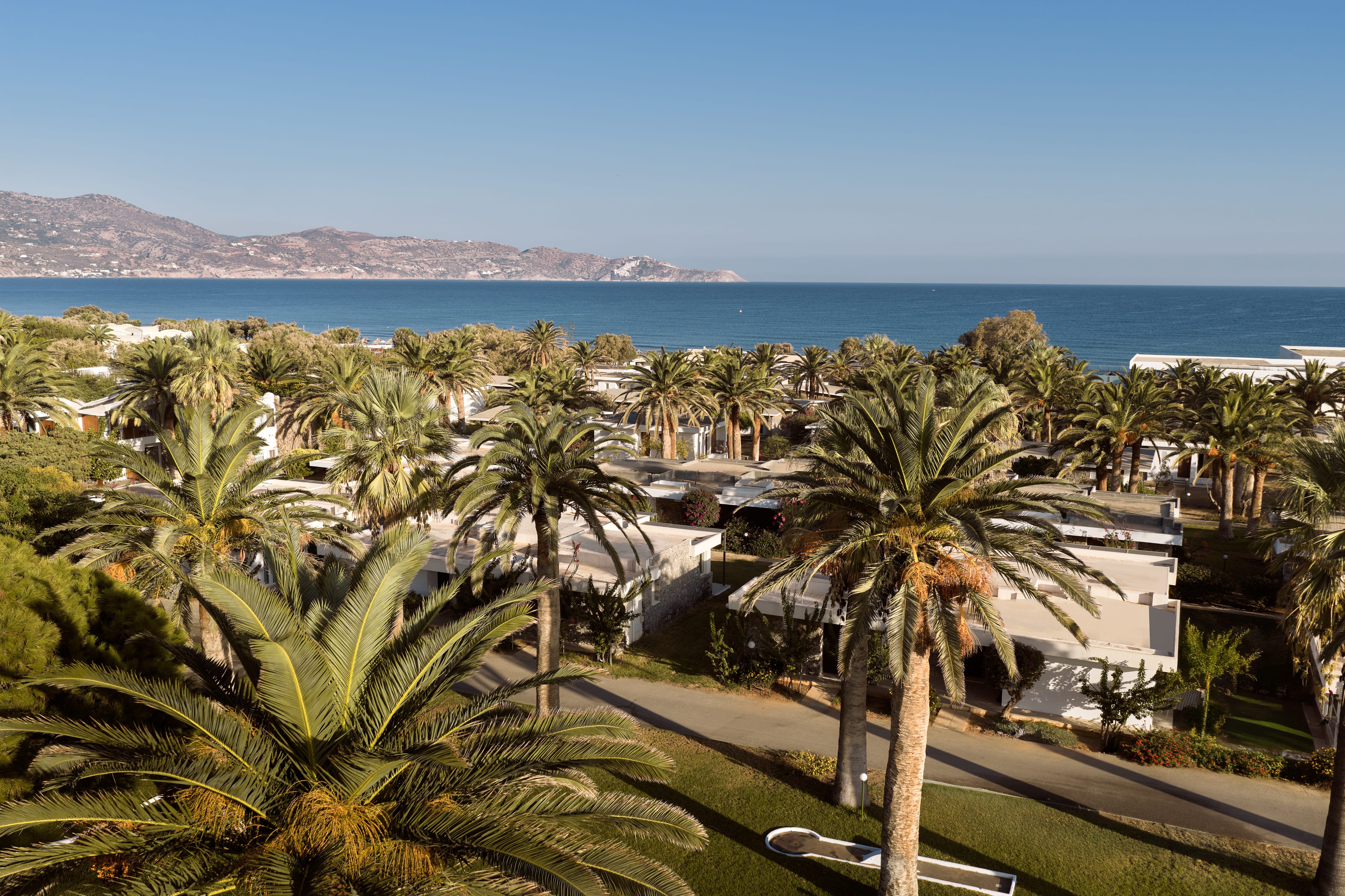 a palm trees and a body of water