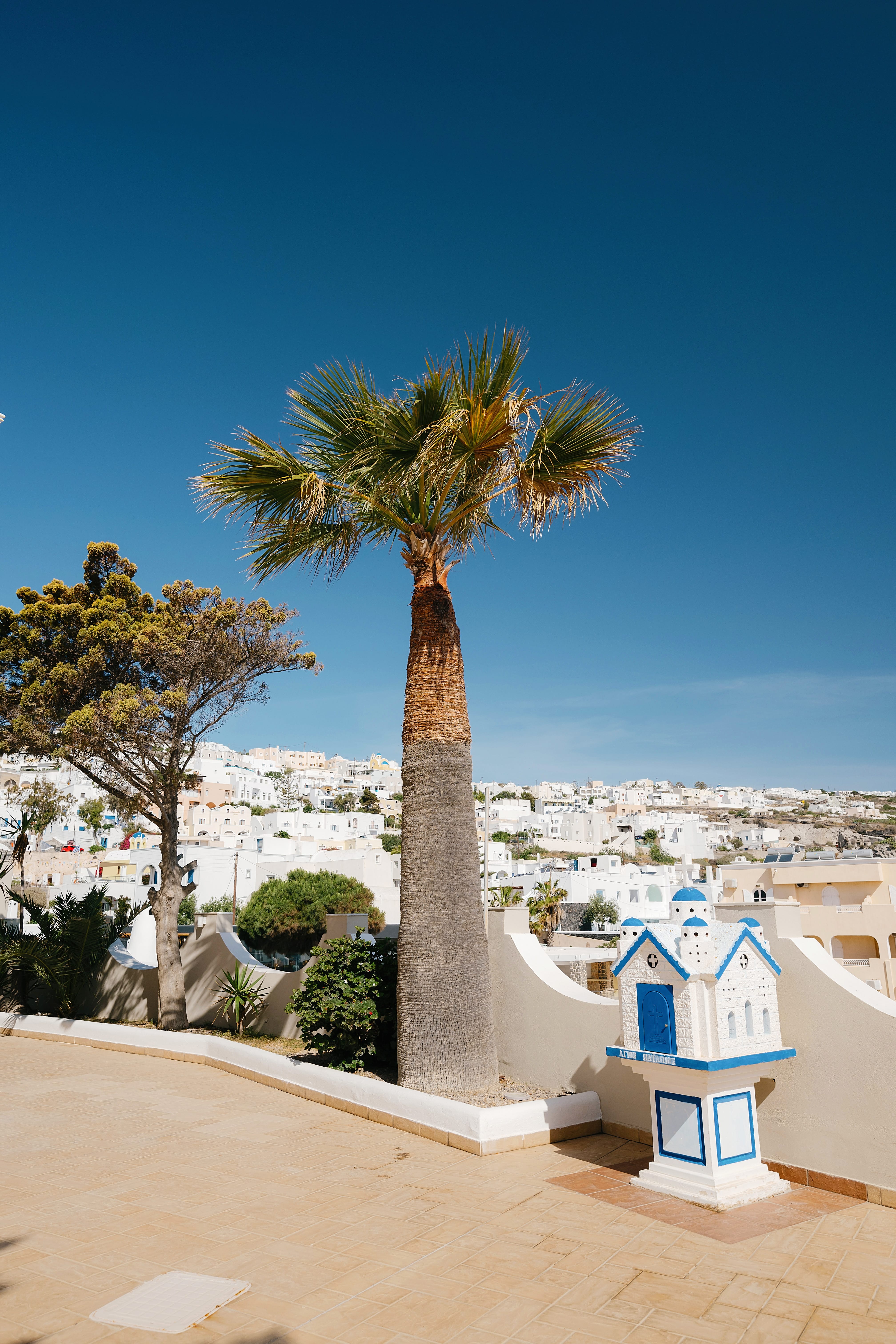 a palm tree in front of a white building with a blue sky