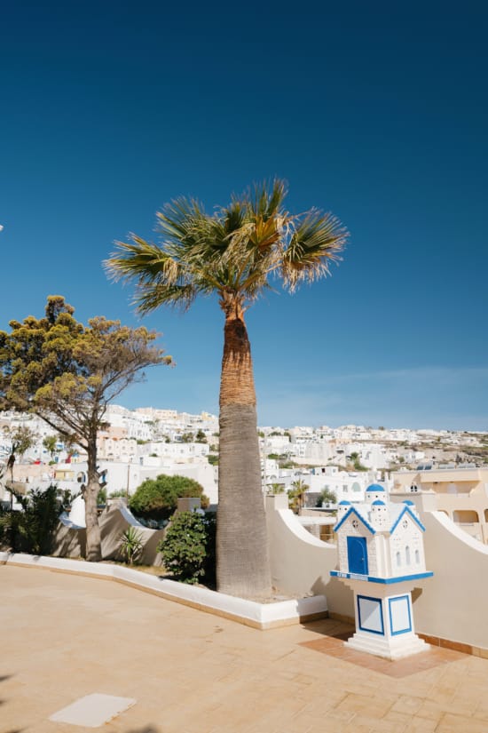 a palm tree in front of a white building with a blue sky