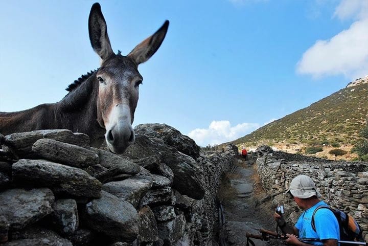 a donkey standing on rocks