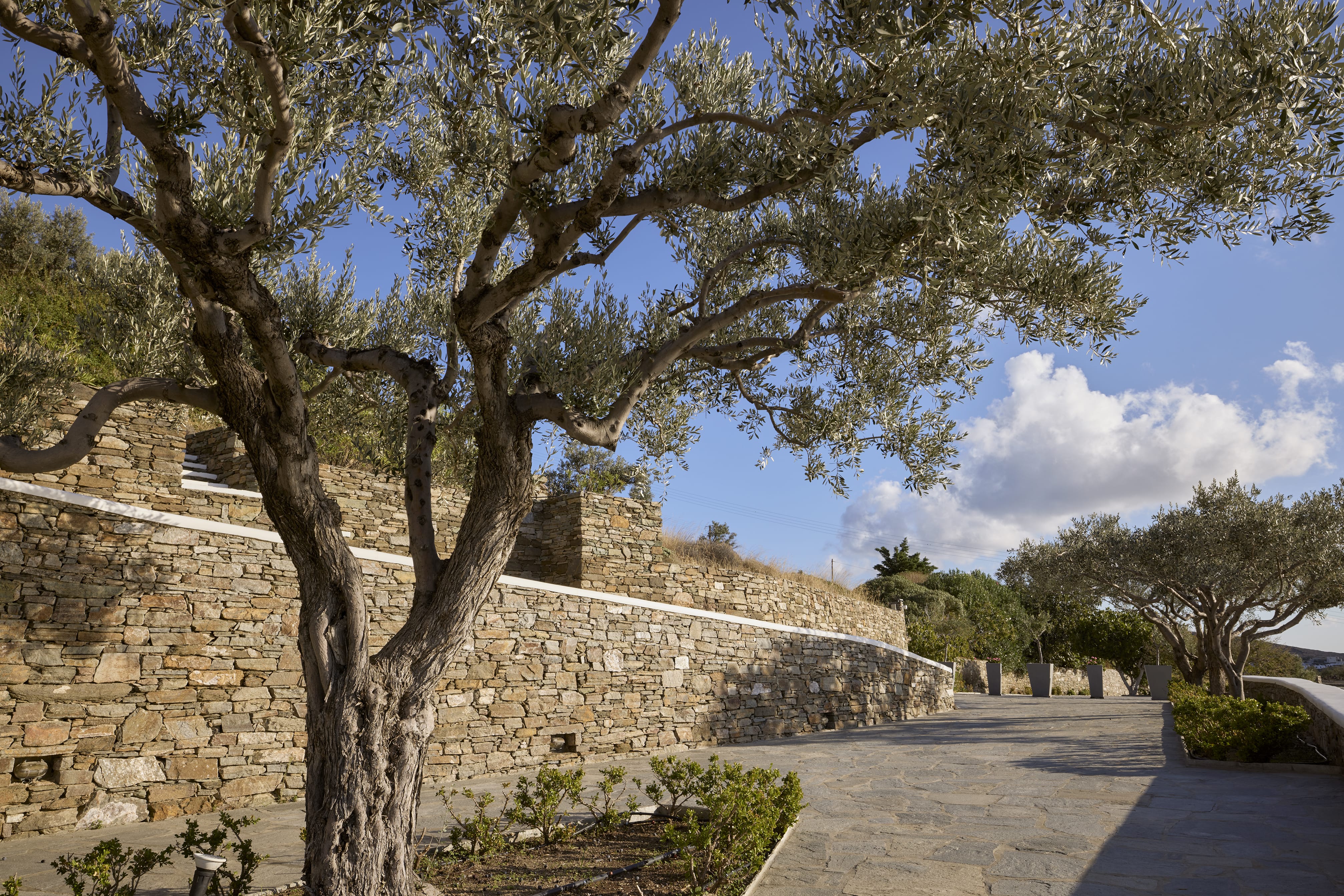 a tree next to a stone wall