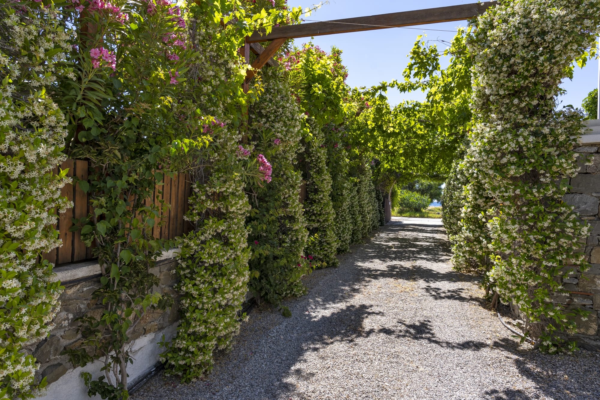 a path with bushes on the side