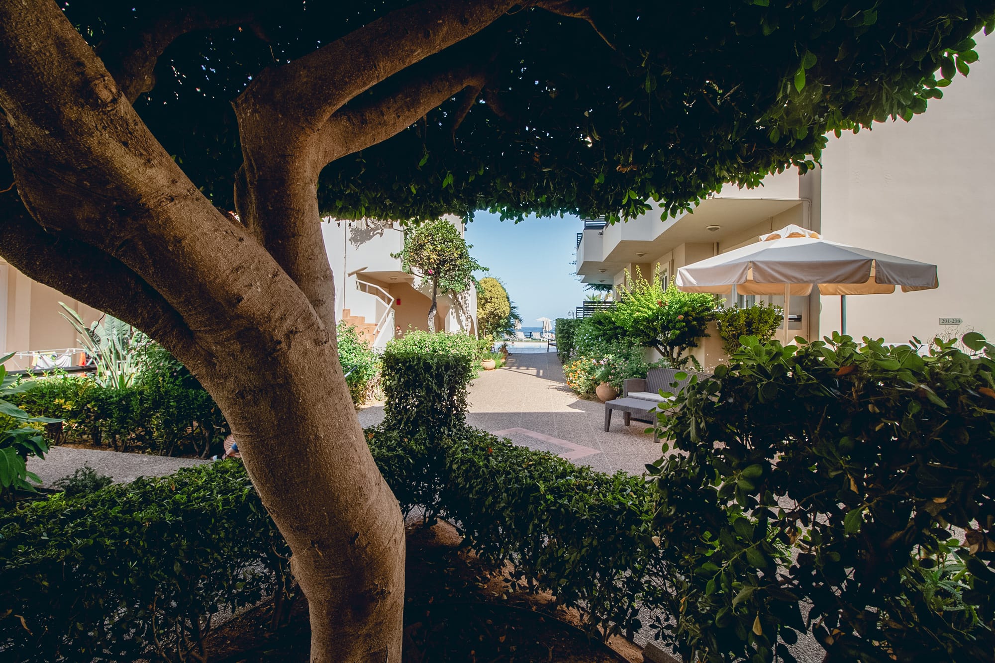 a tree with umbrellas and plants
