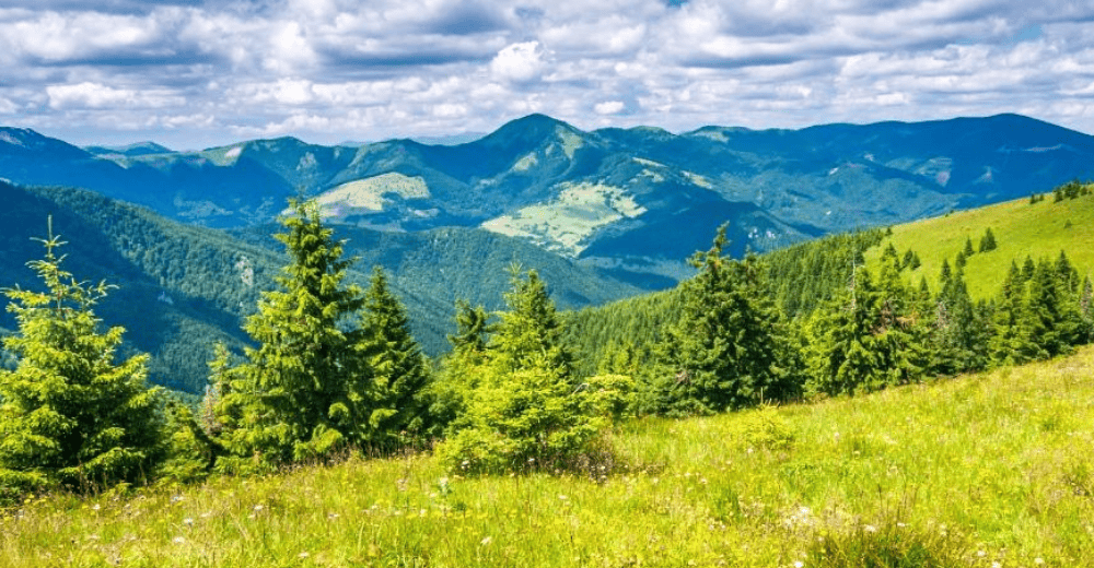 a grassy area with trees in it