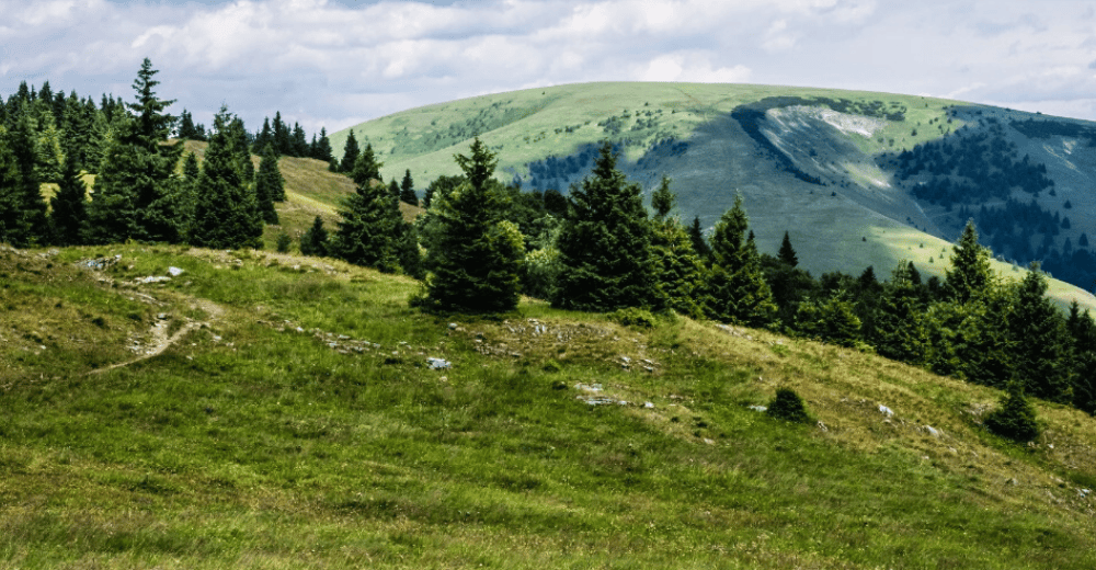 a grassy hill with trees on it