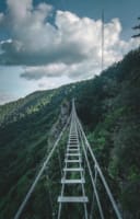 a tall bridge over a forest