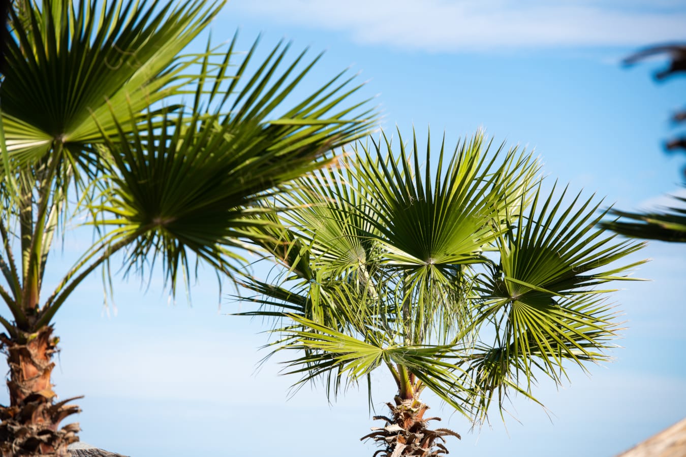 a close-up of a tree