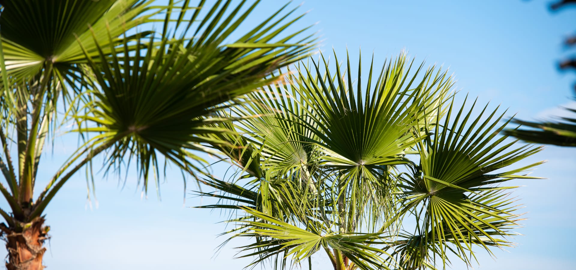 a close-up of a tree