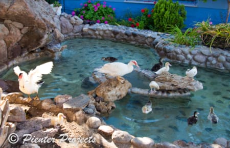 hotel-grounds-water-feature-ducks