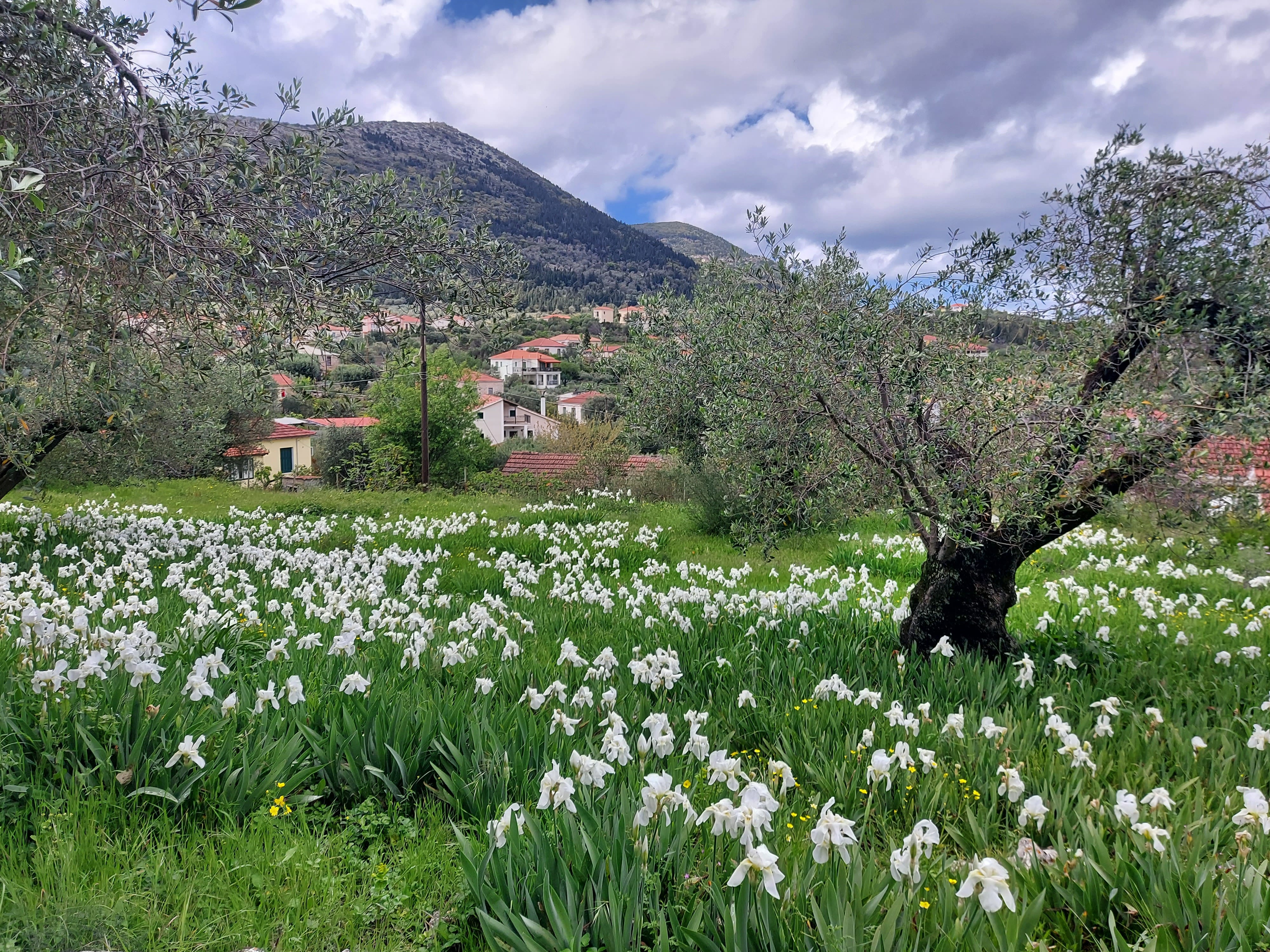a dog in a field of flowers