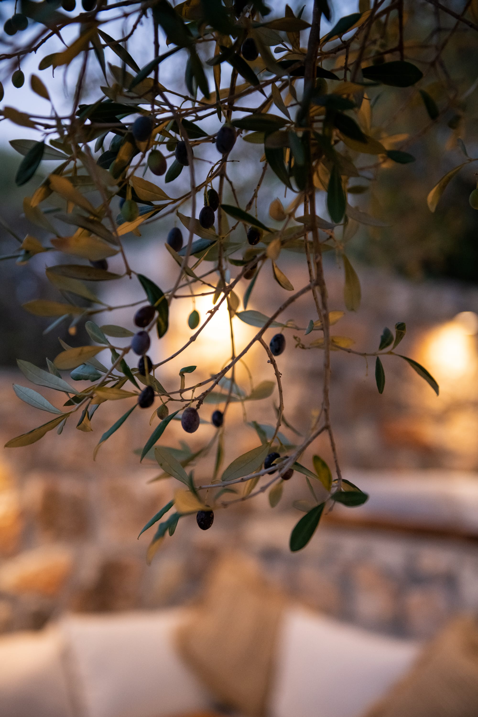 25-olivea-ithaca-details-outdoor_9513