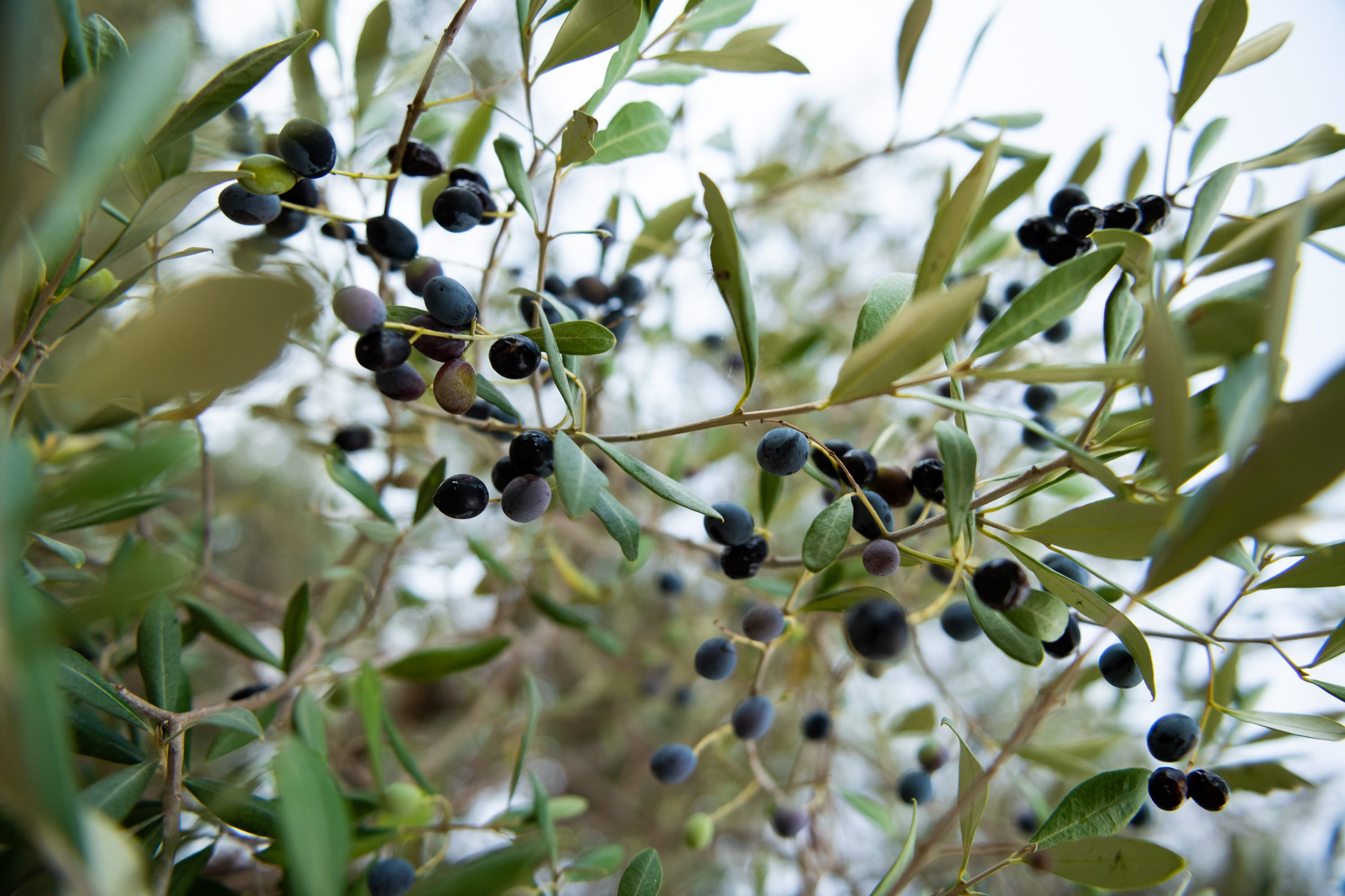 7_sustainability-olivea-ithaca-_0764