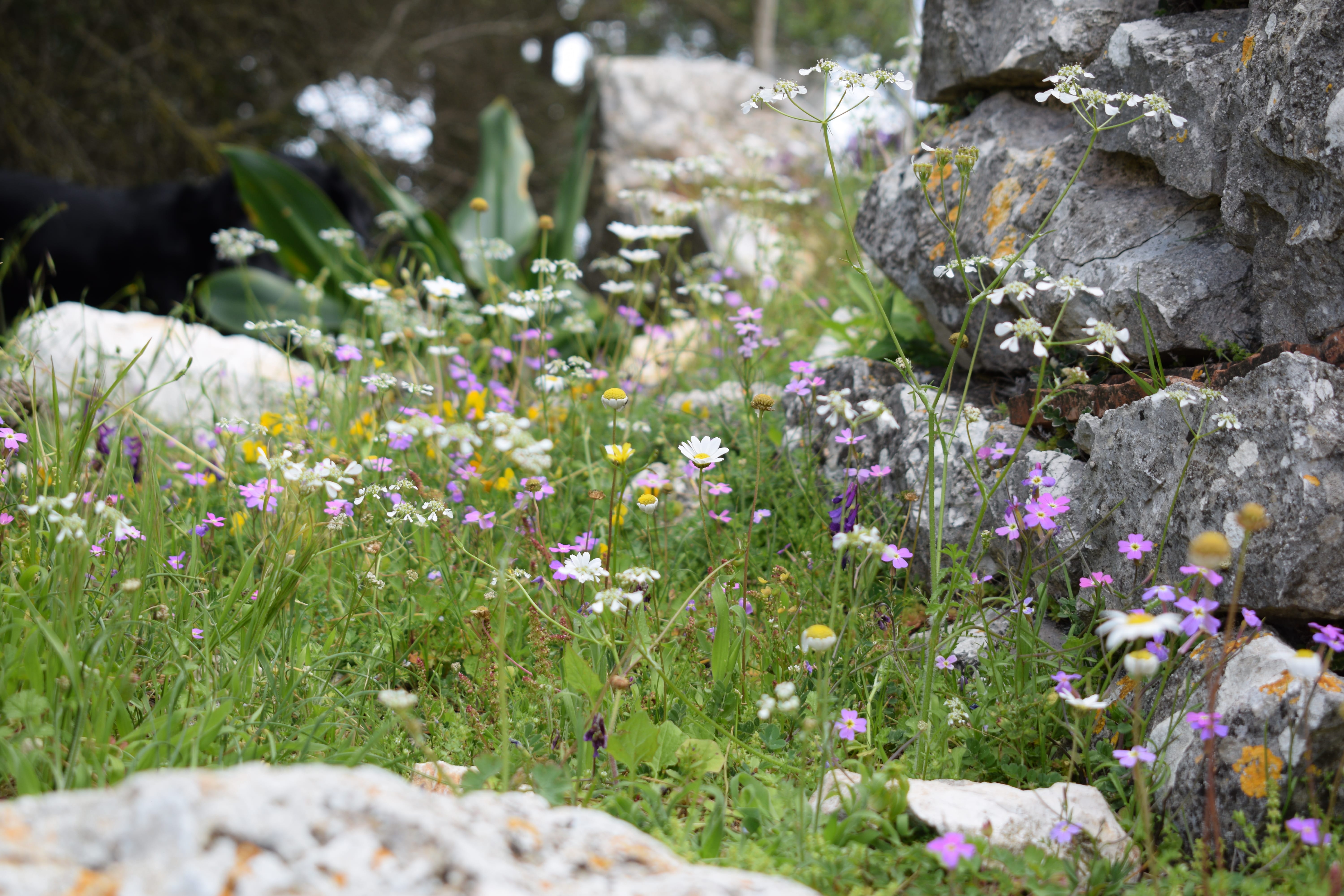 a field of flowers