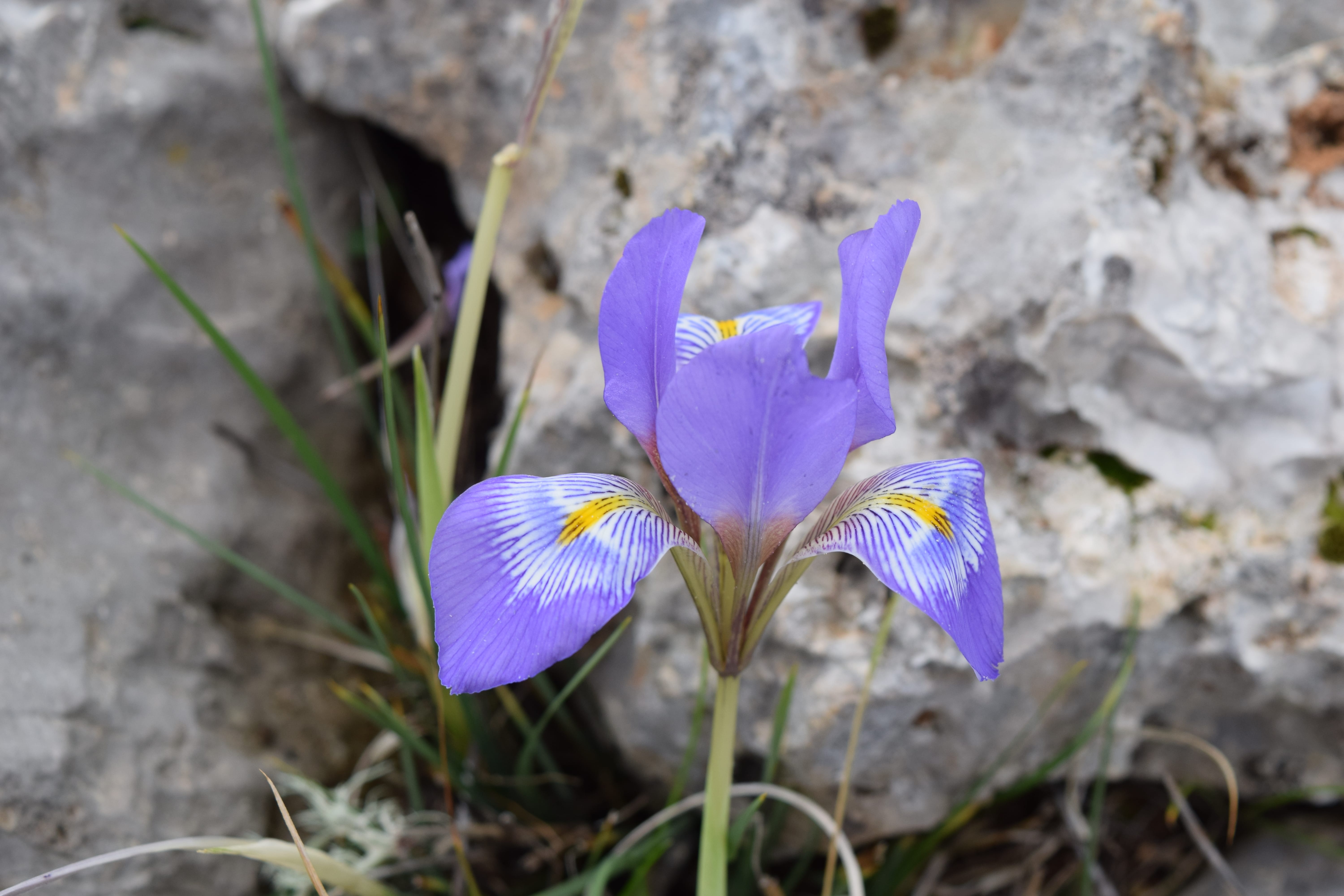 a close-up of some flowers