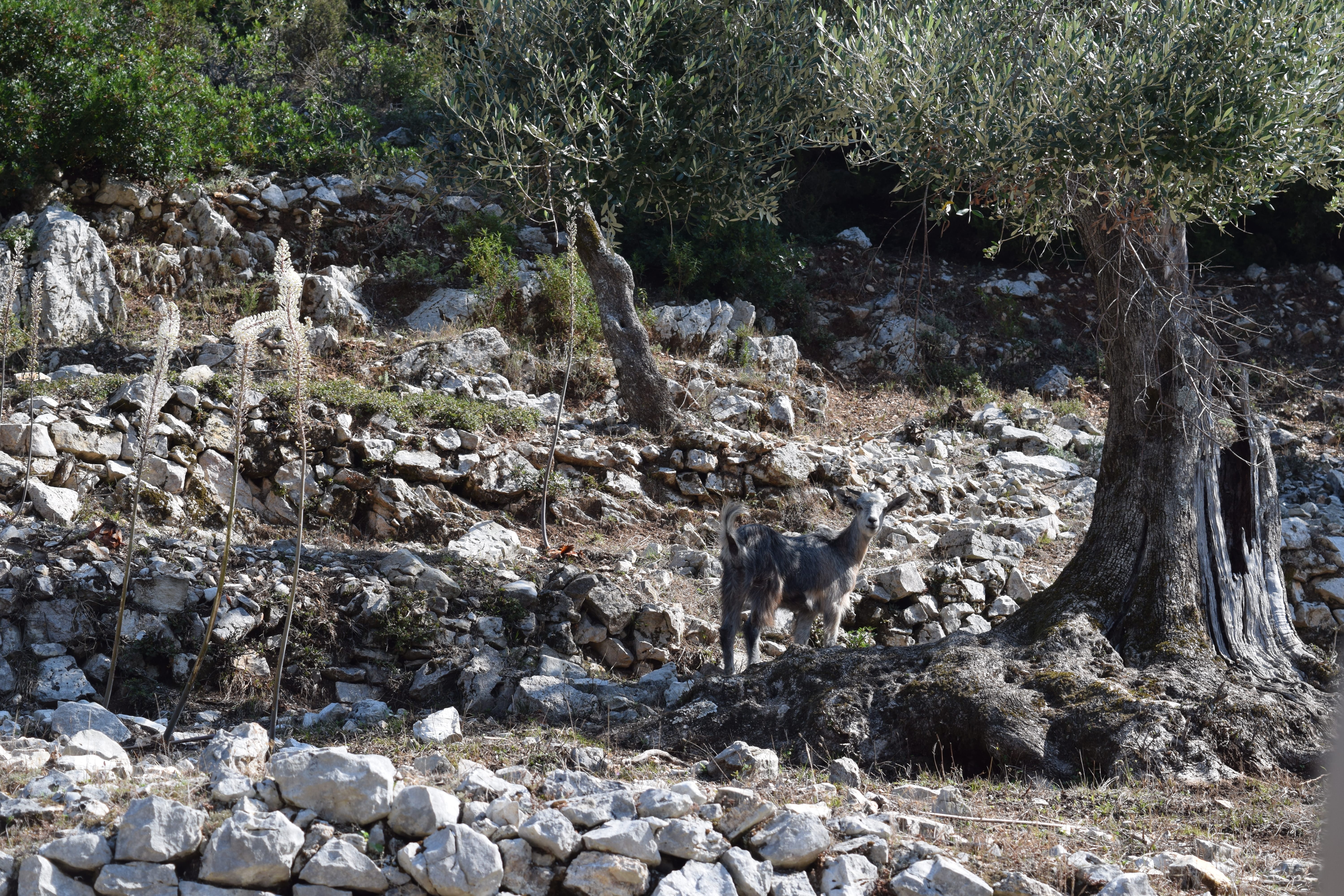 a dog walking on a rocky path